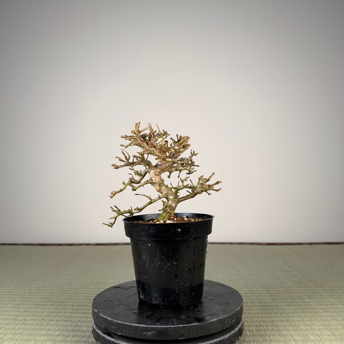 Ligustrum