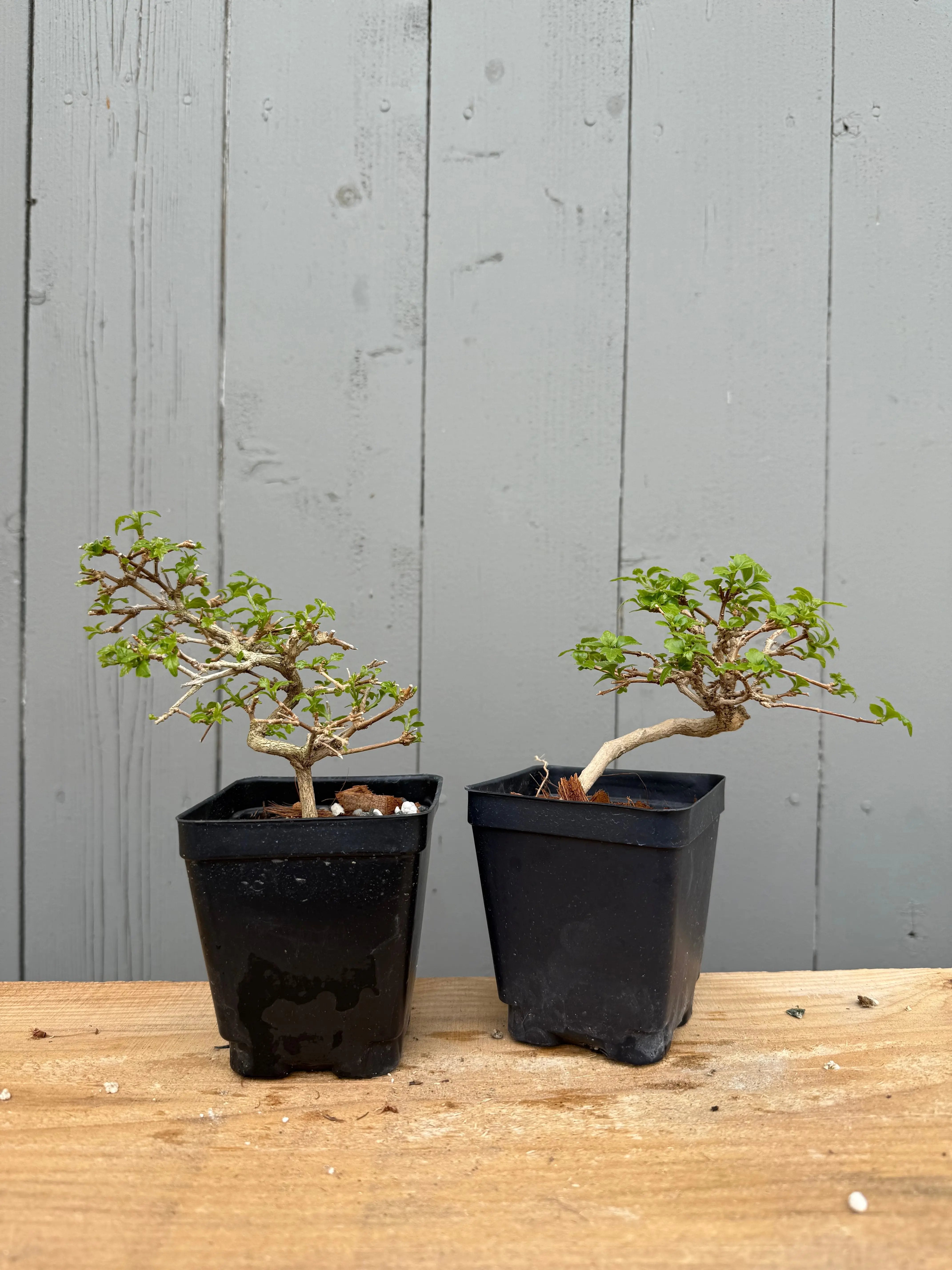 Premna japonica (small) Canada Bonsai