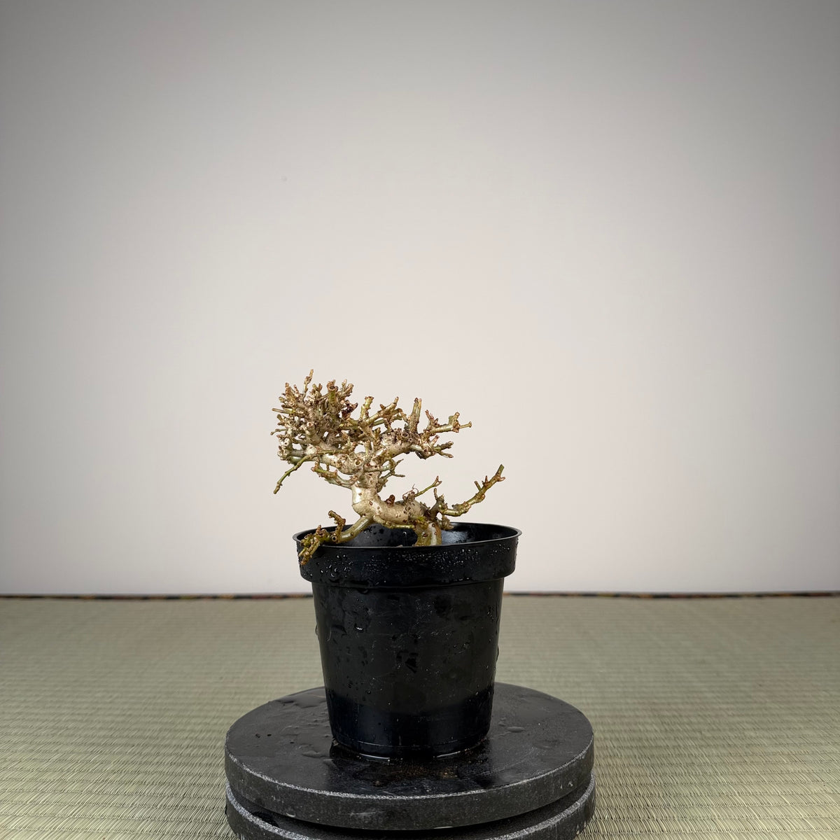 Ligustrum