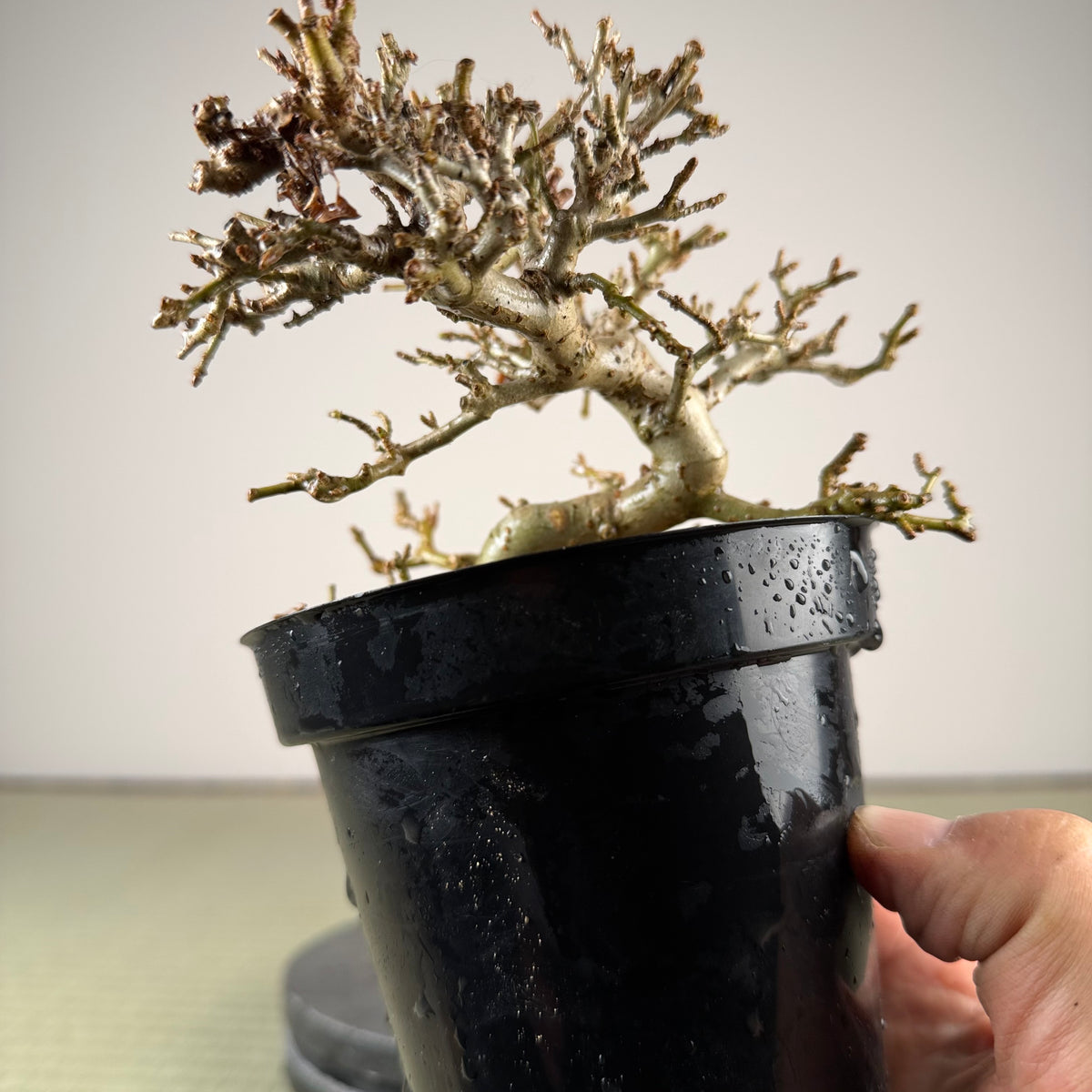 Ligustrum