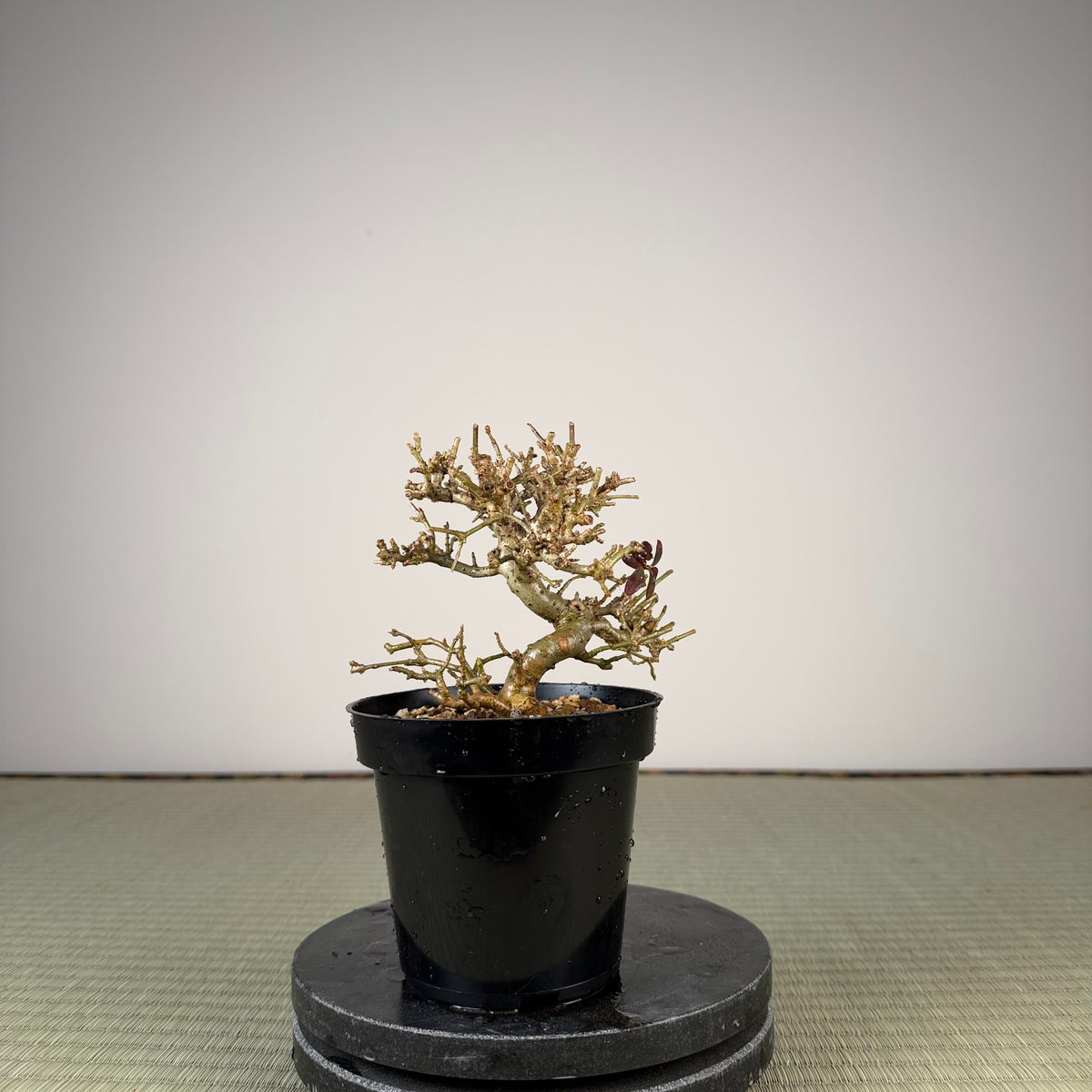 Ligustrum