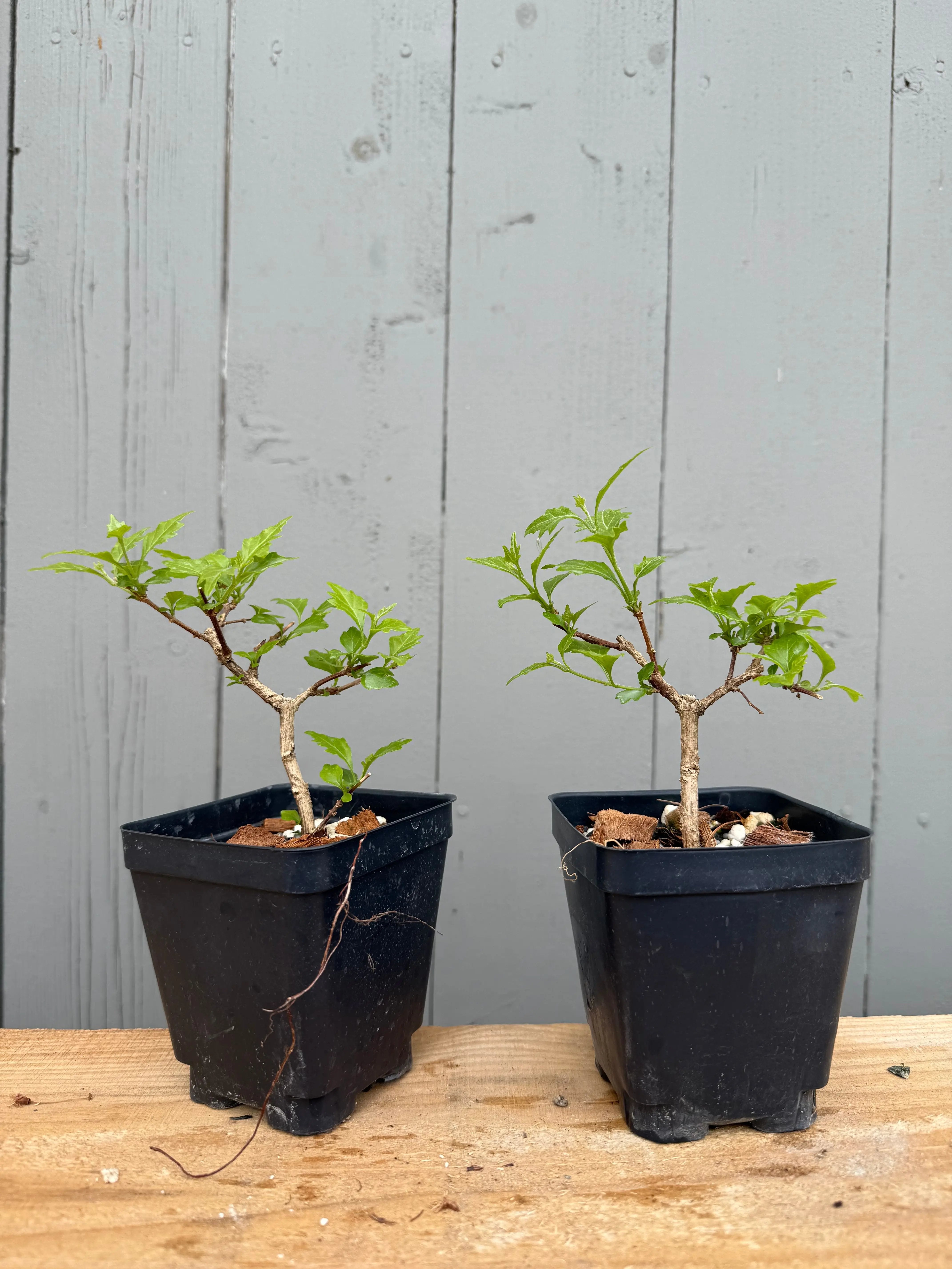 Premna japonica (rooted cuttings) Canada Bonsai