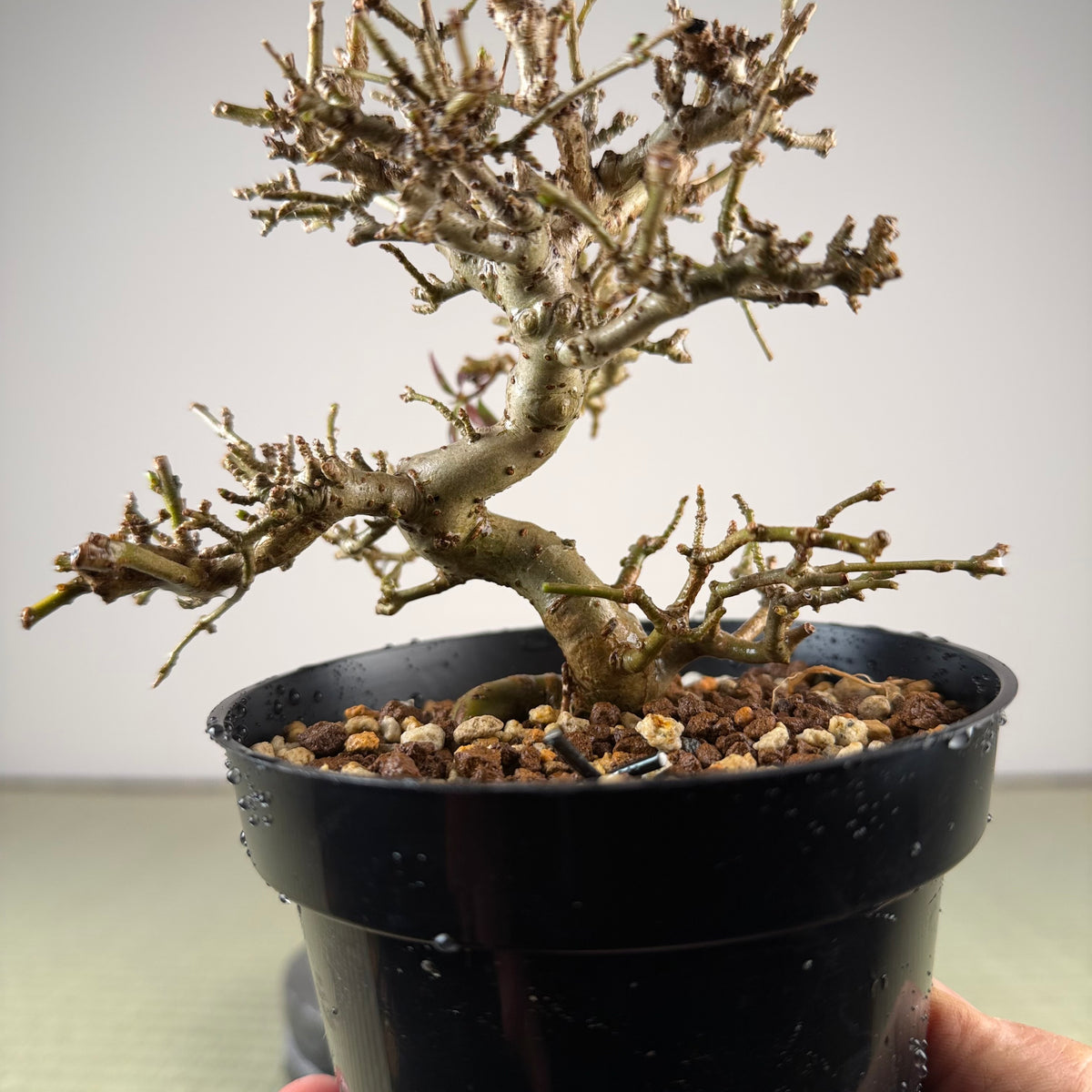 Ligustrum