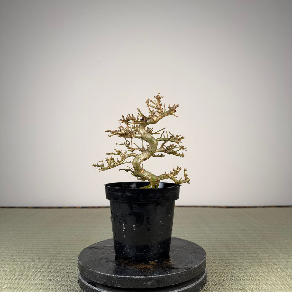 Ligustrum