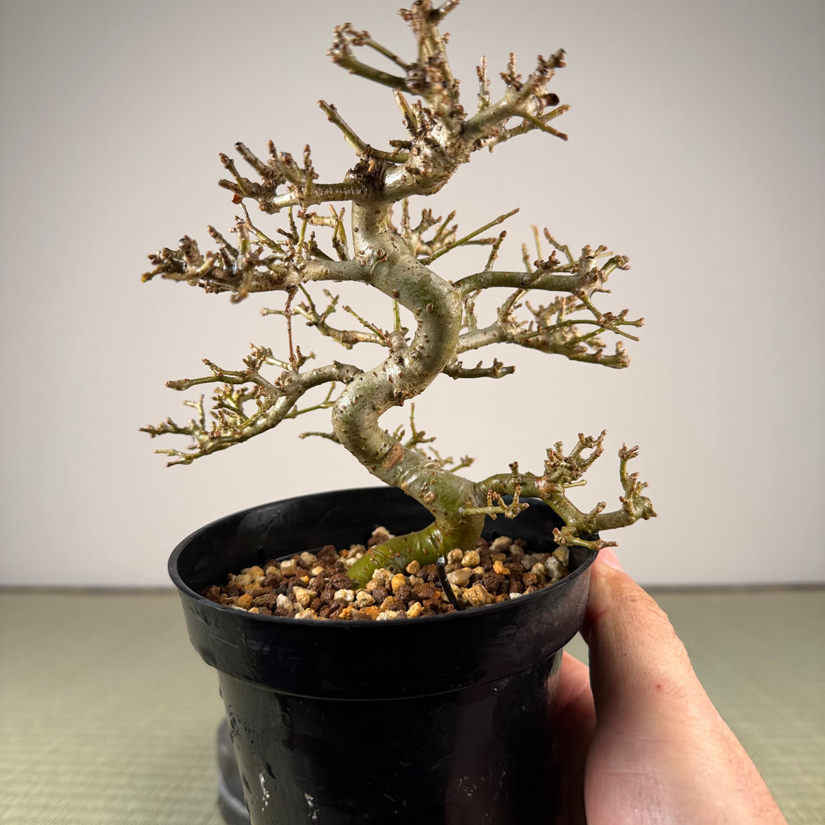 Ligustrum