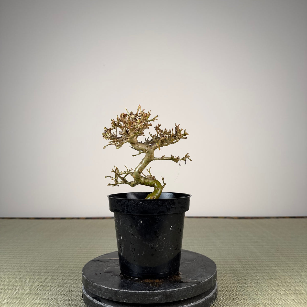 Ligustrum