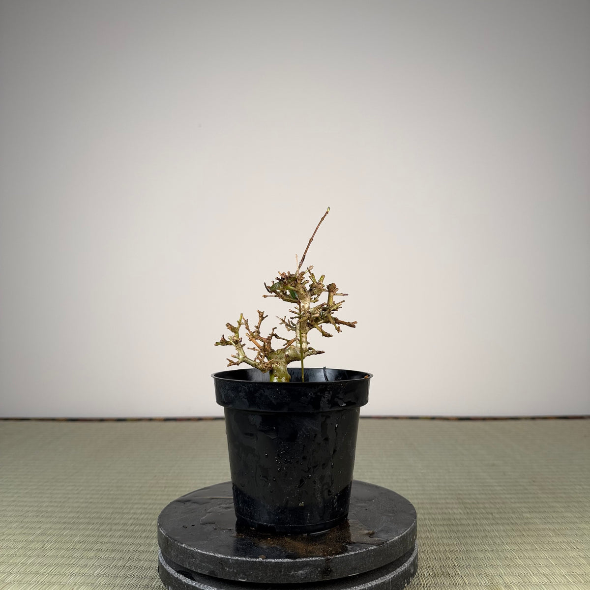 Ligustrum
