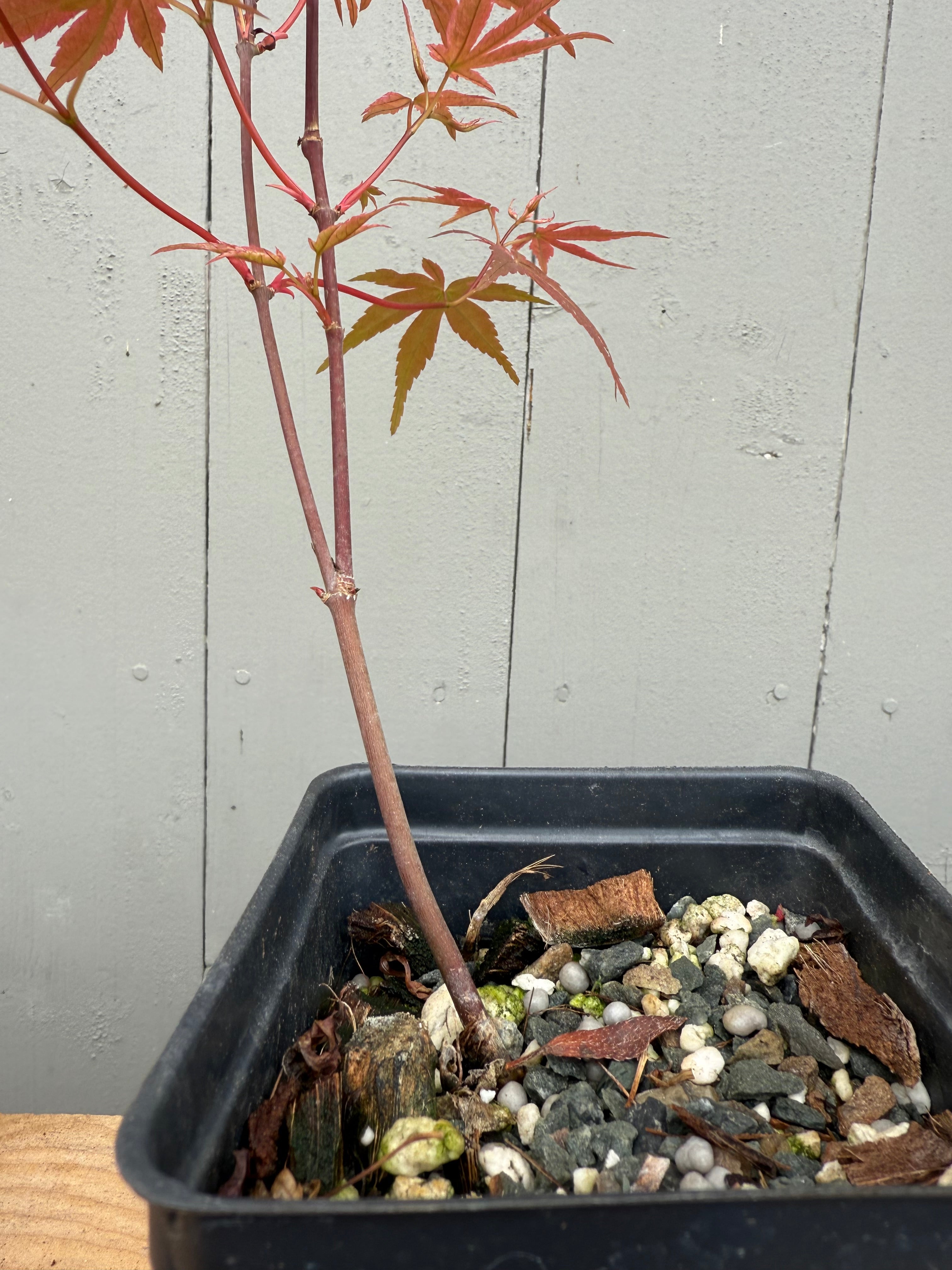 Acer palmatum 'Deshojo' (whips)
