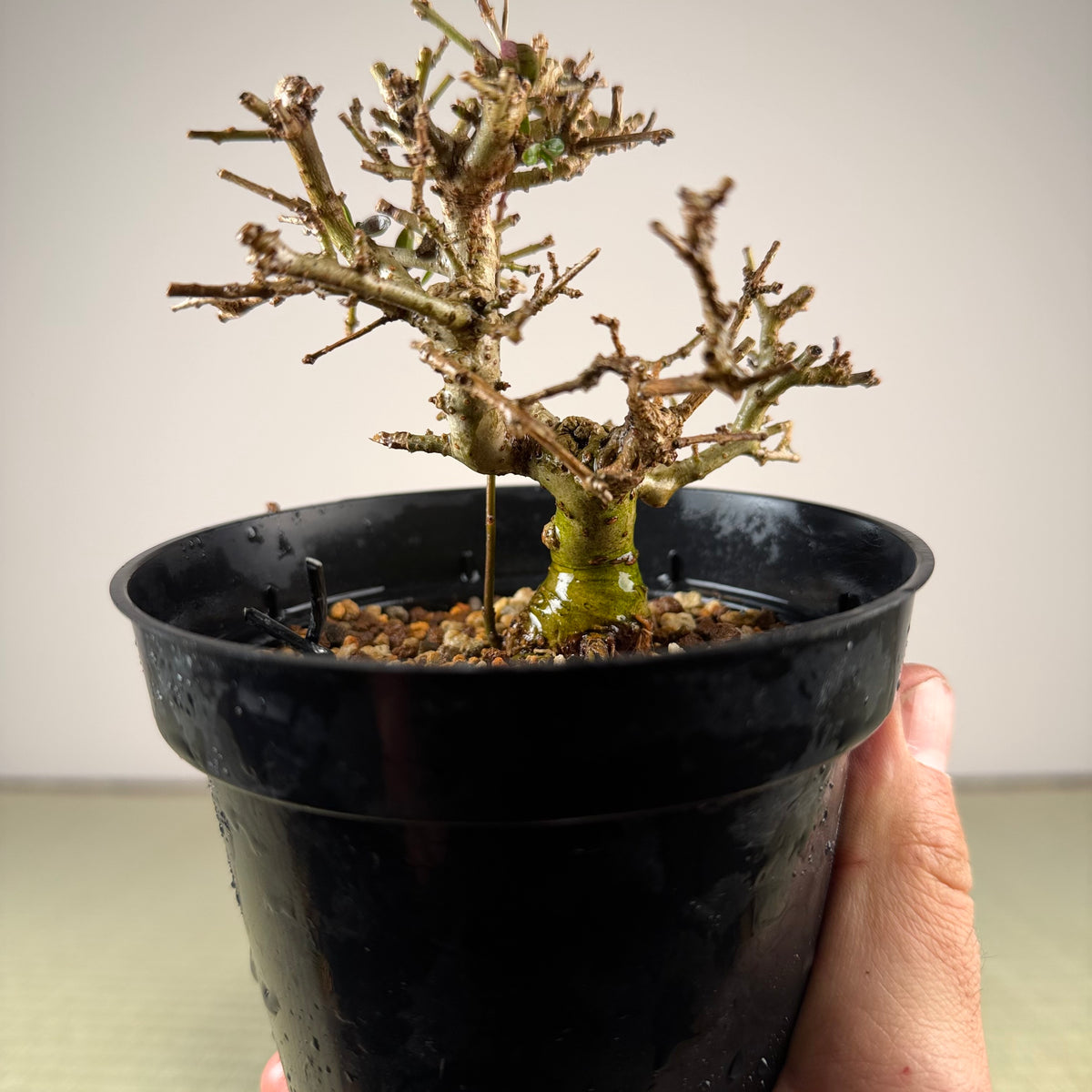 Ligustrum
