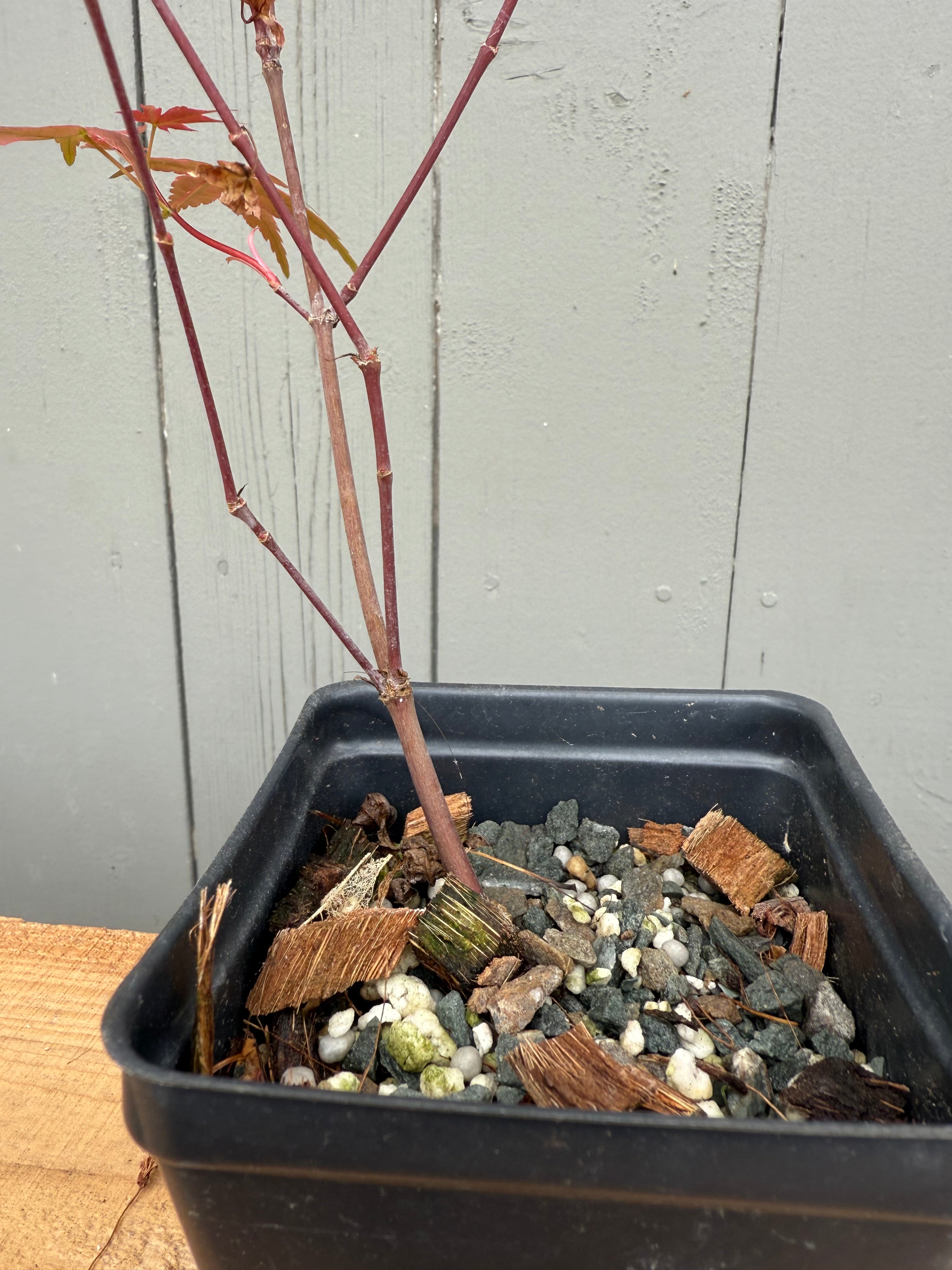 Acer palmatum 'Deshojo' (whips)
