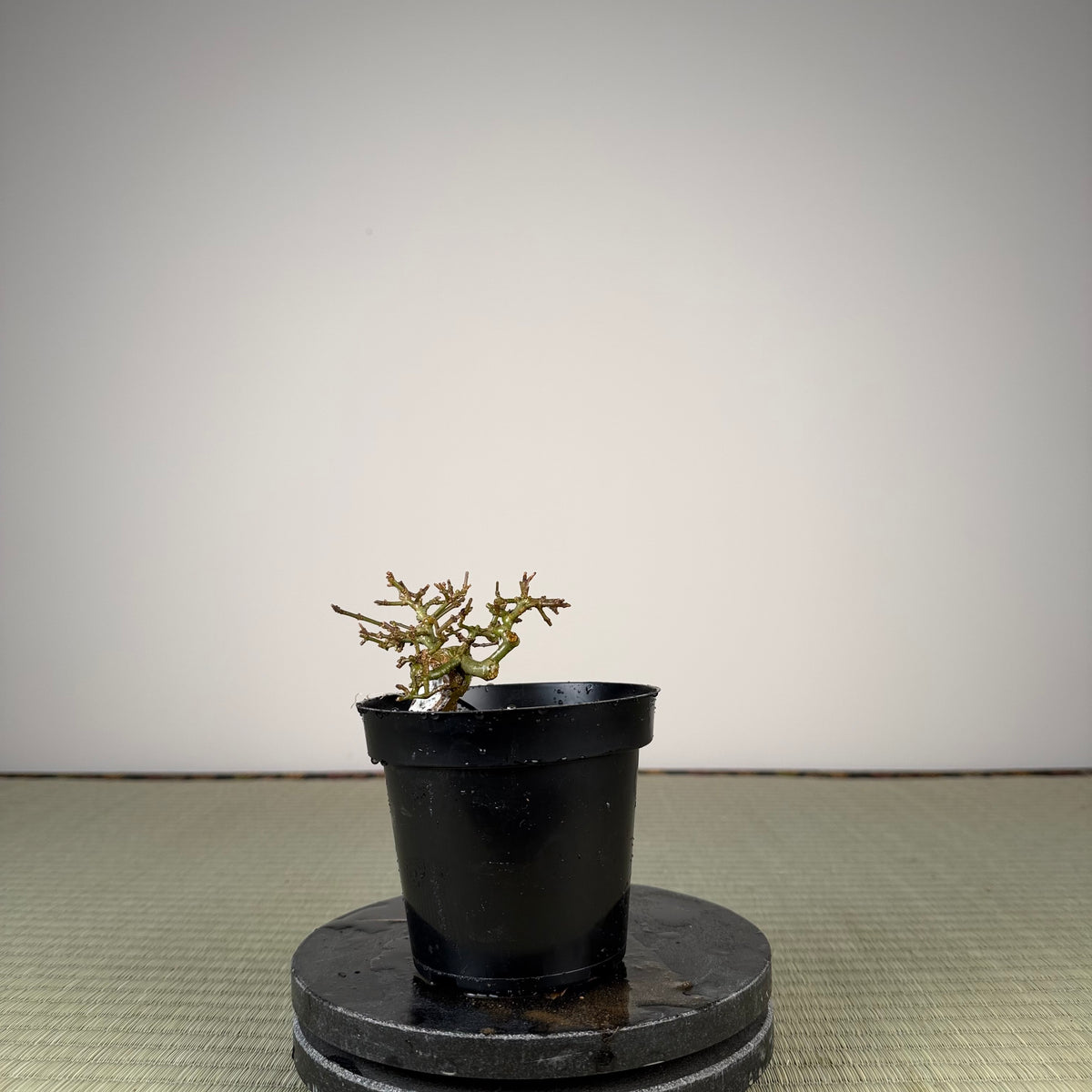 Ligustrum