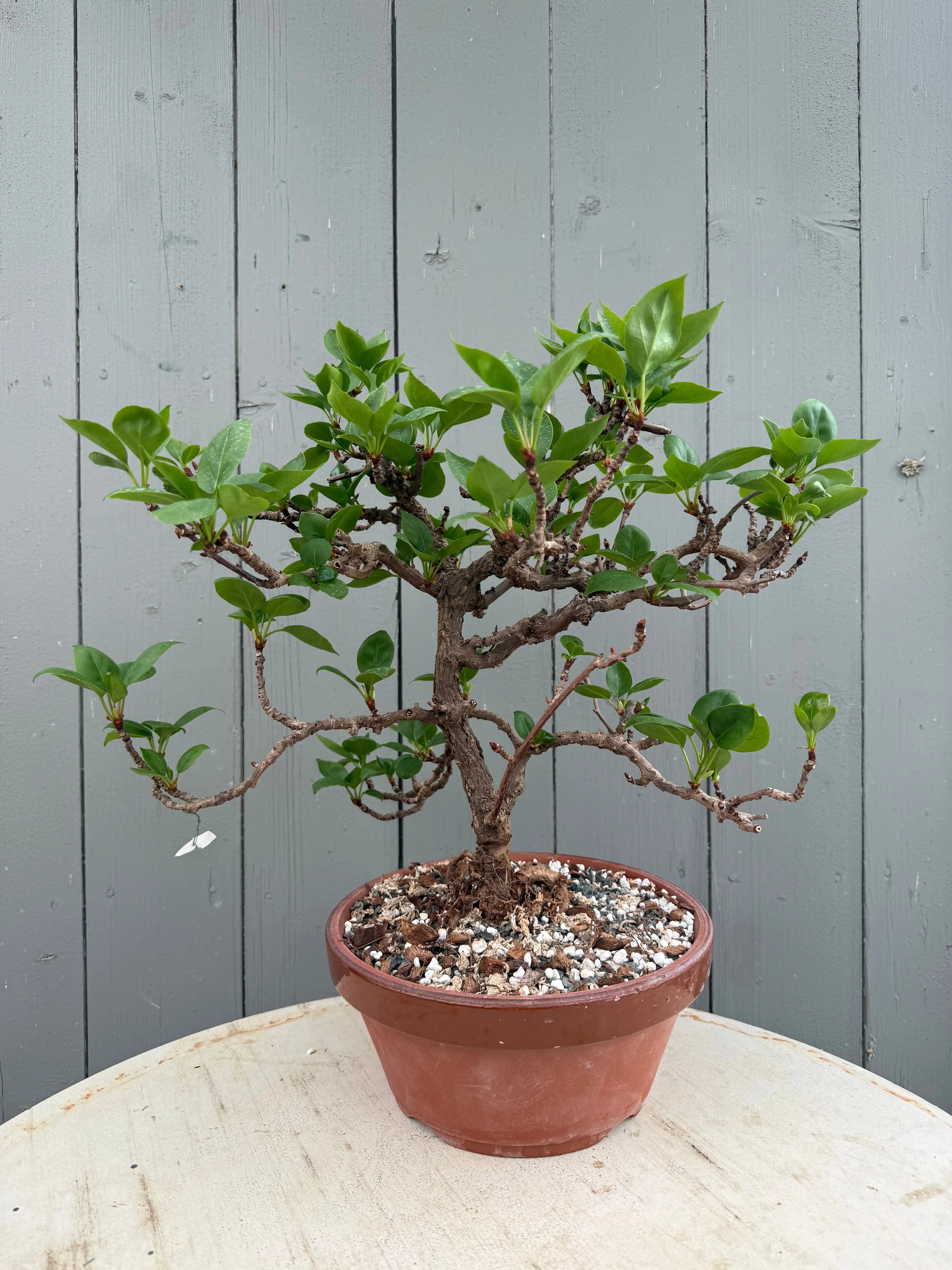 Actinidia arguta Canada Bonsai