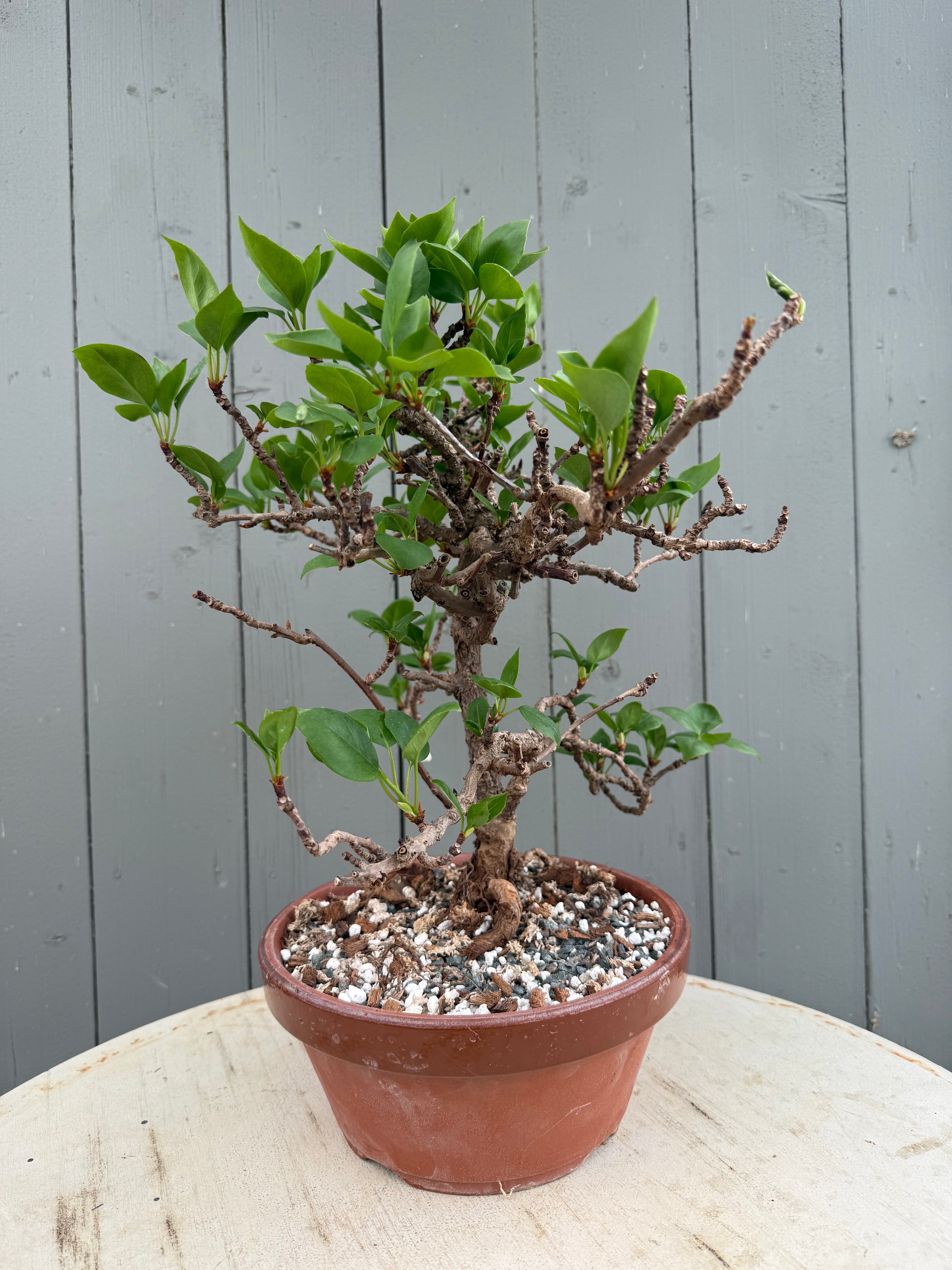 Actinidia arguta