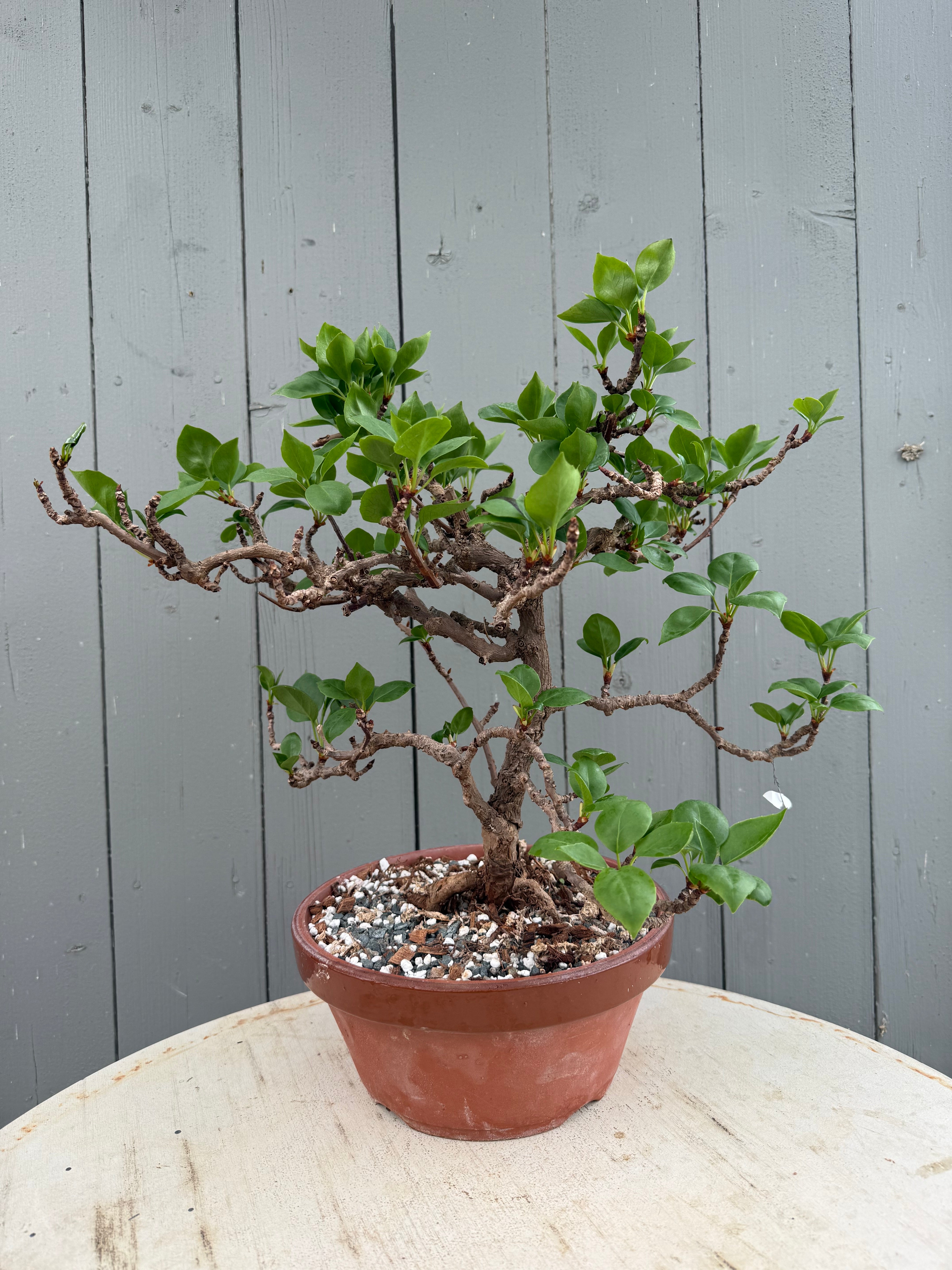Actinidia arguta
