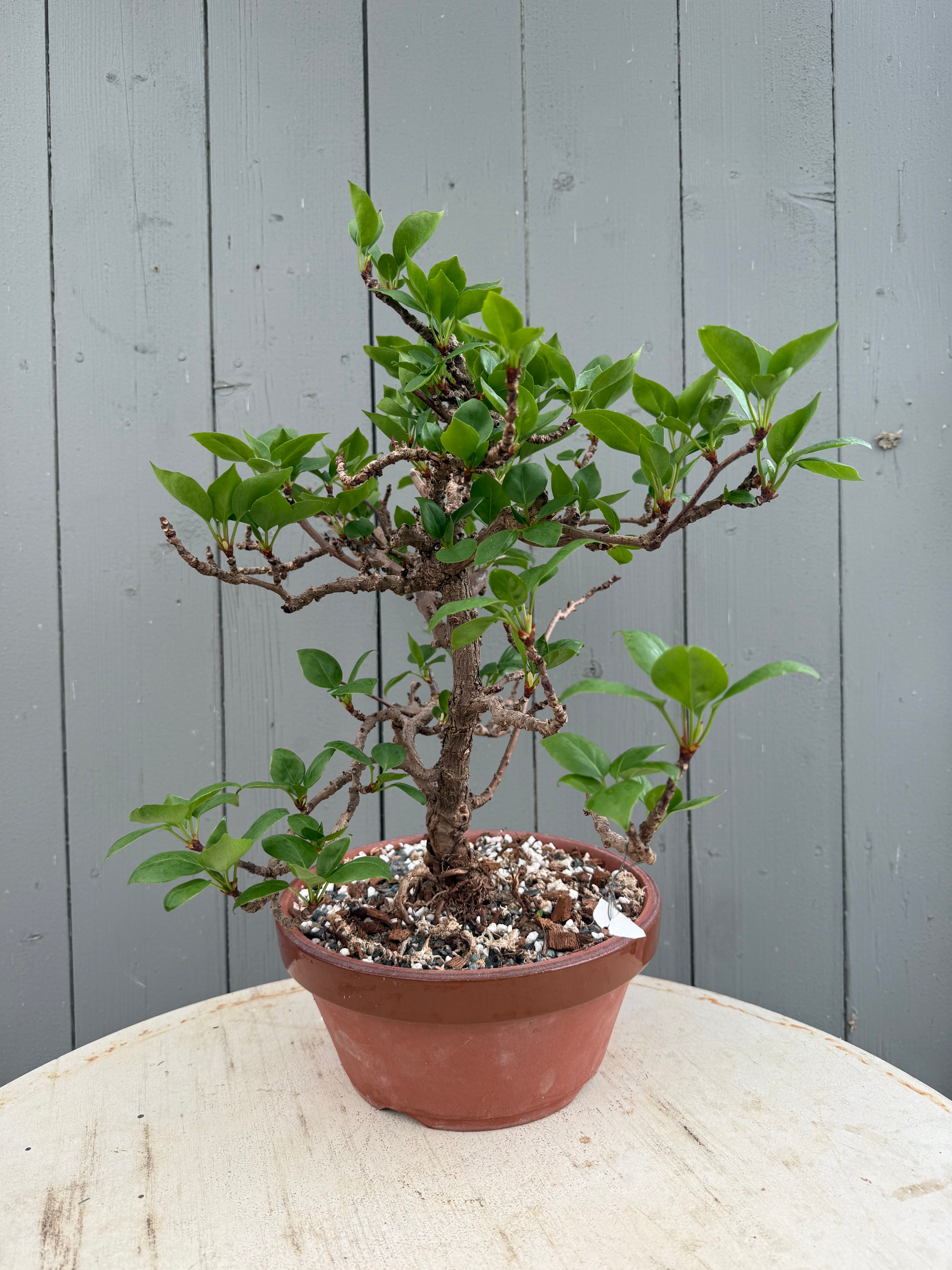 Actinidia arguta