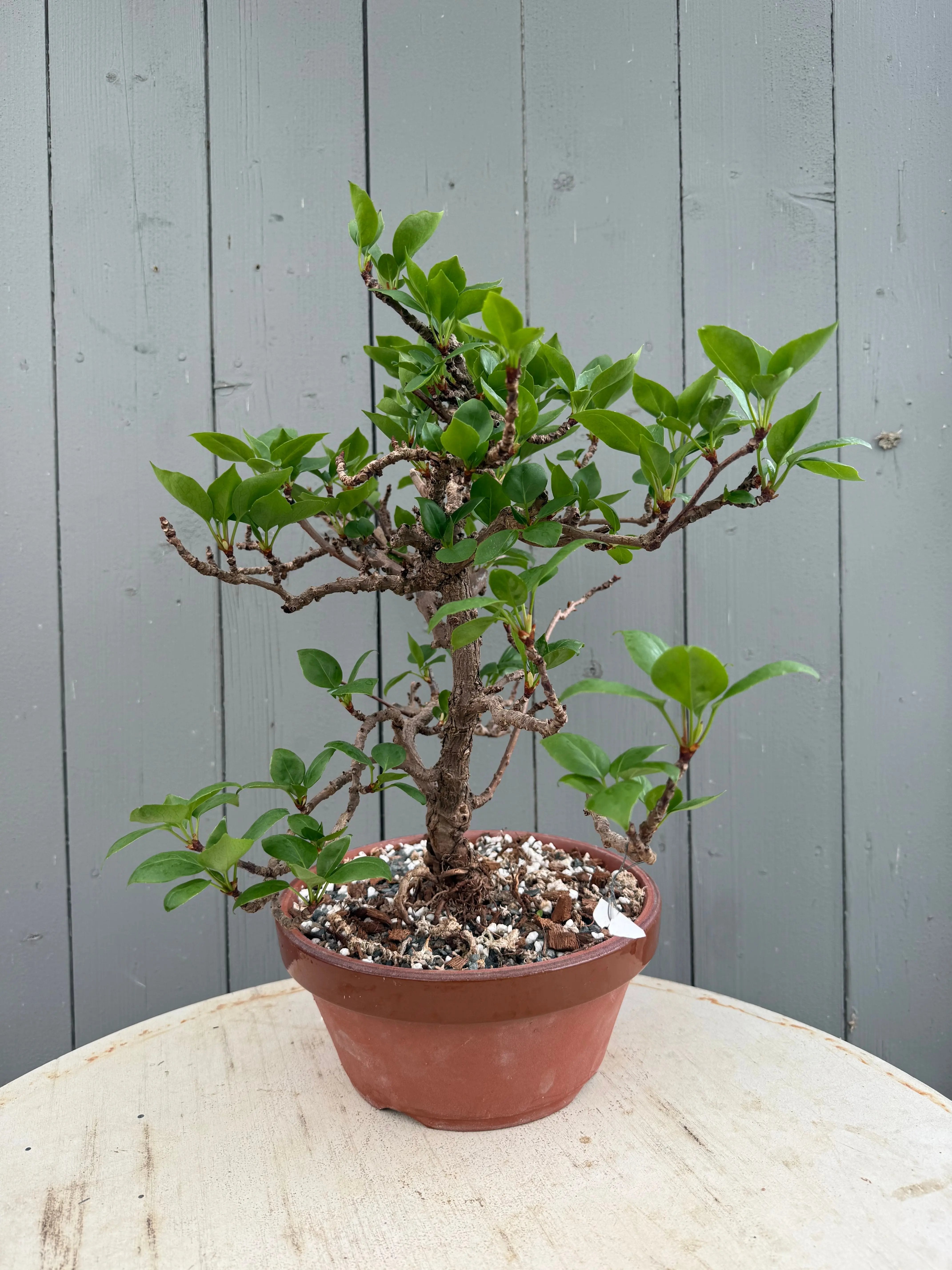Actinidia arguta Canada Bonsai