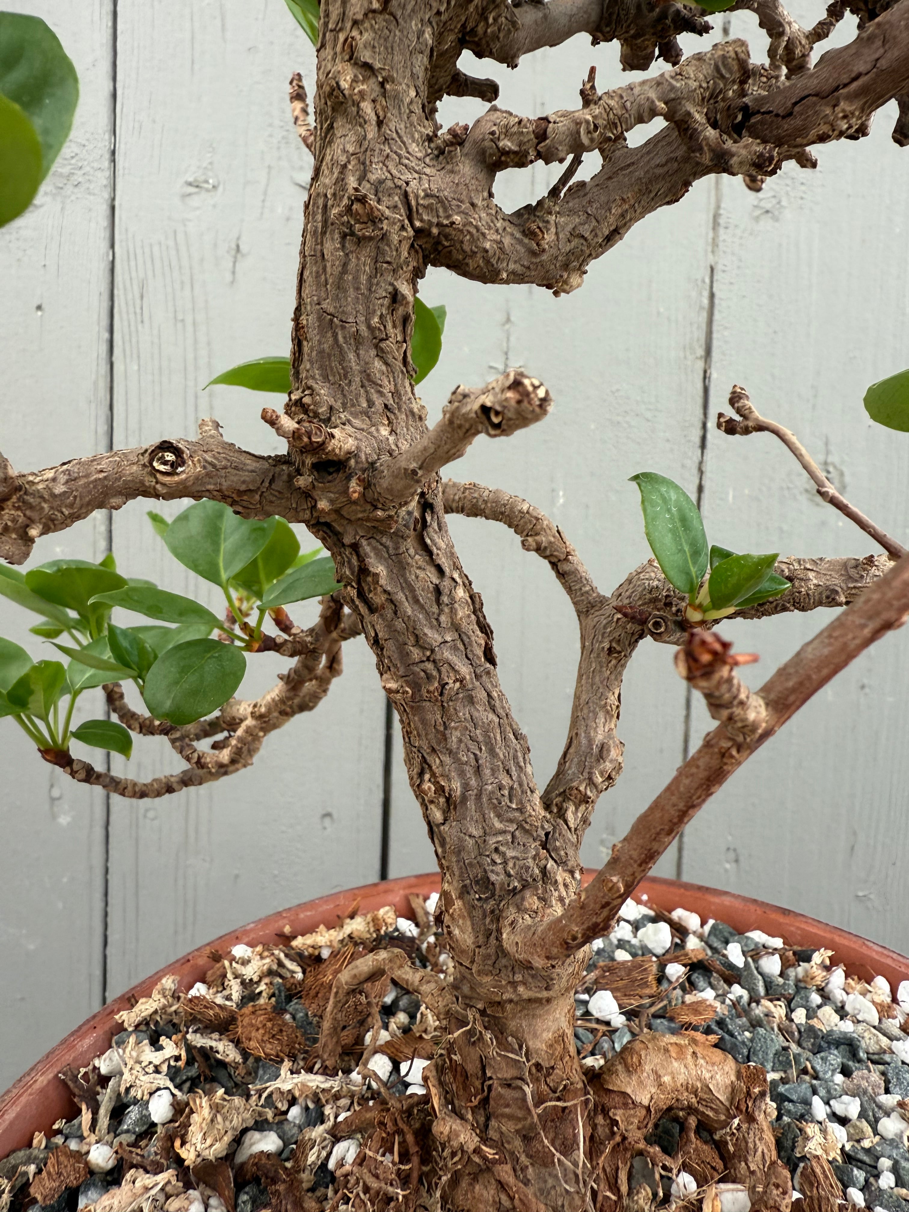 Actinidia arguta