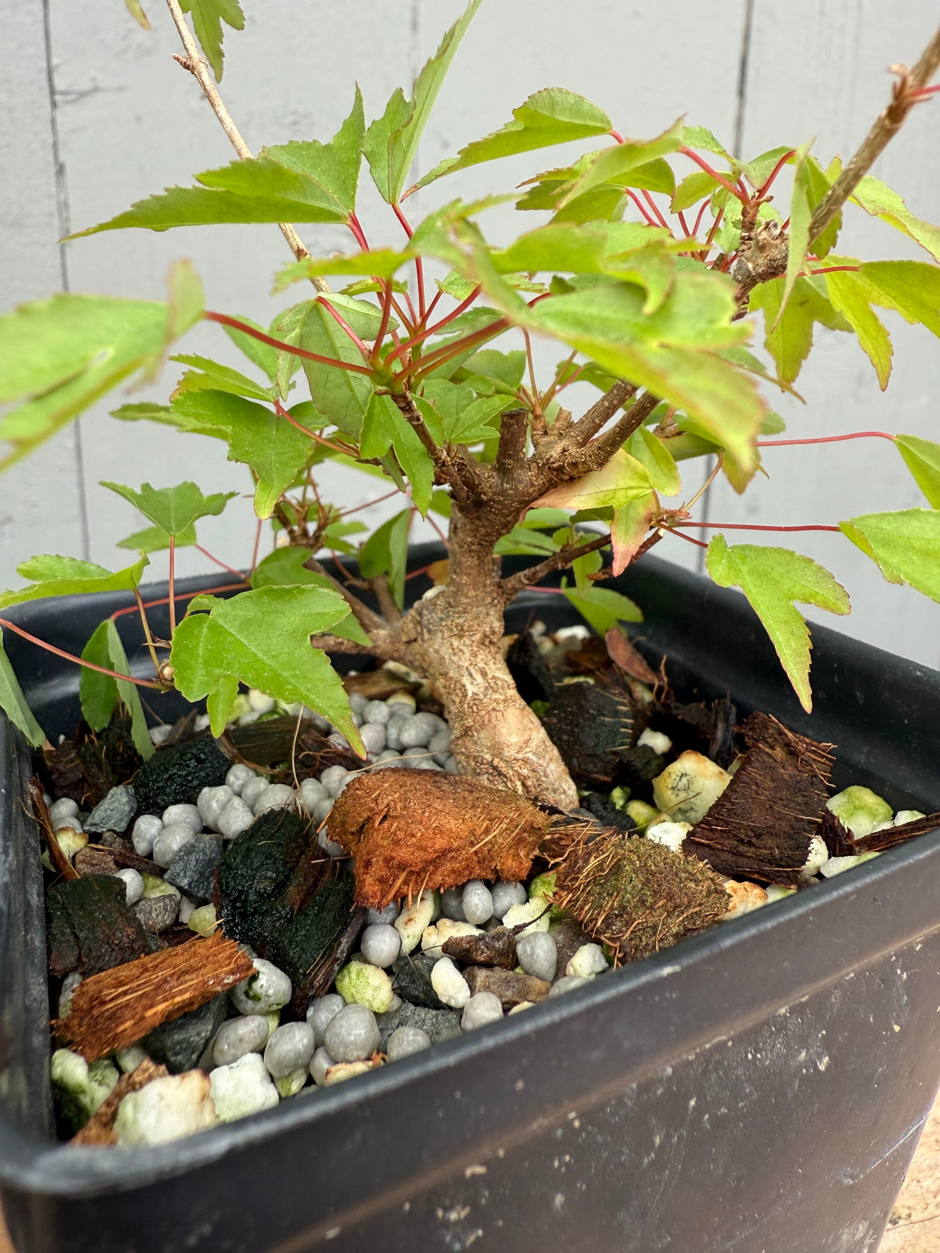 Acer buergerianum (small leaf strain)