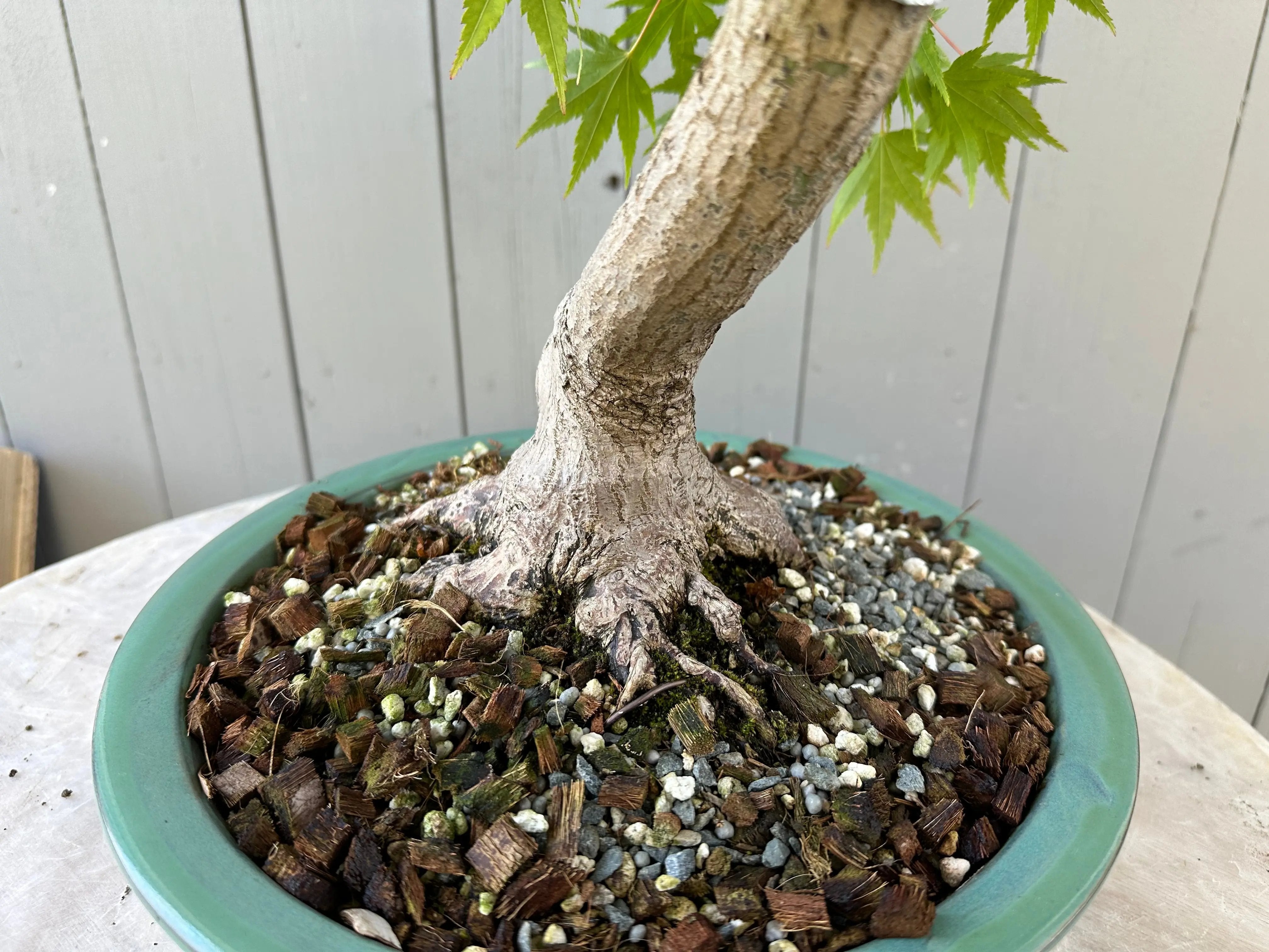 Acer palmatum #4 Canada Bonsai