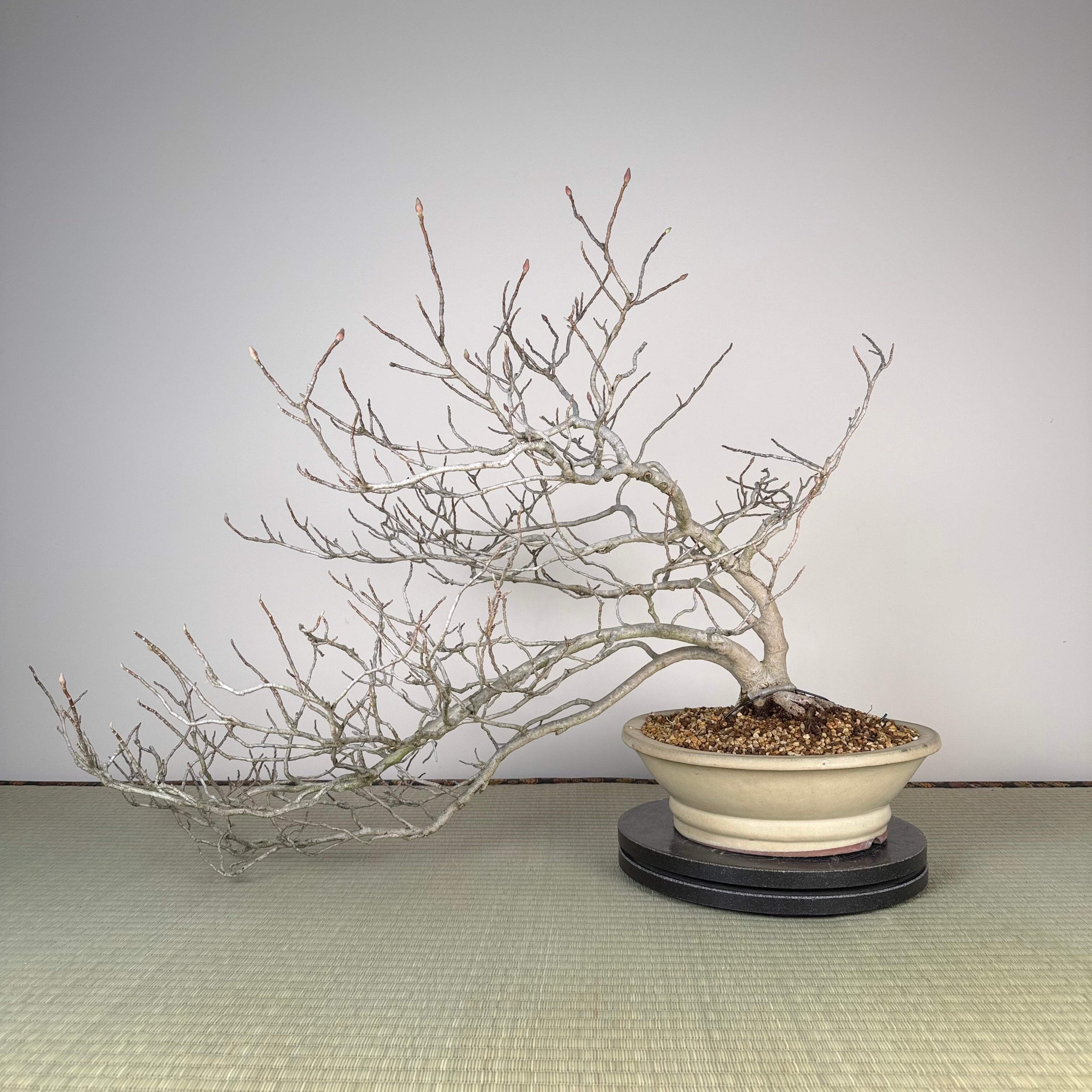 Magnolia (purple)