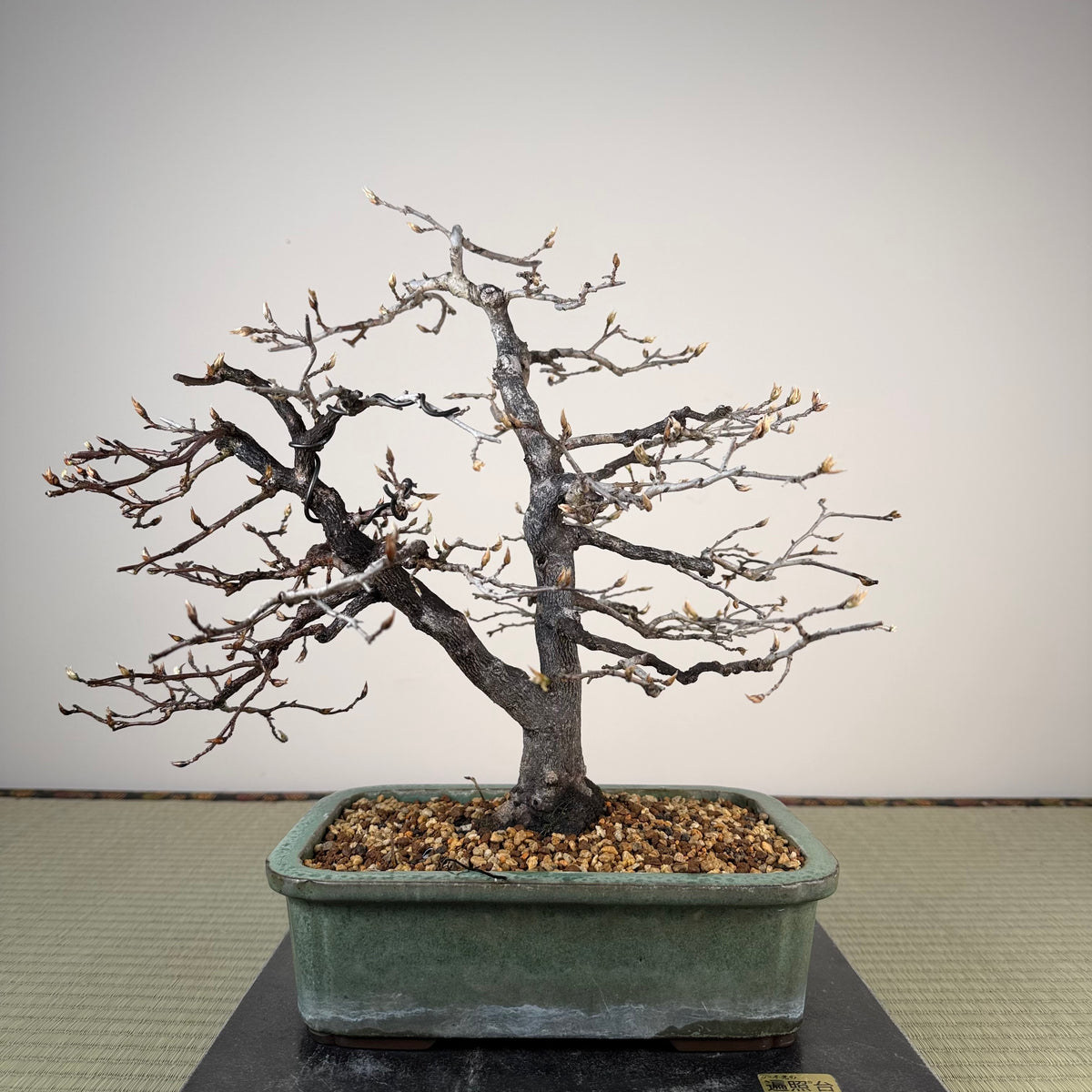 Diospyros rhombifolia