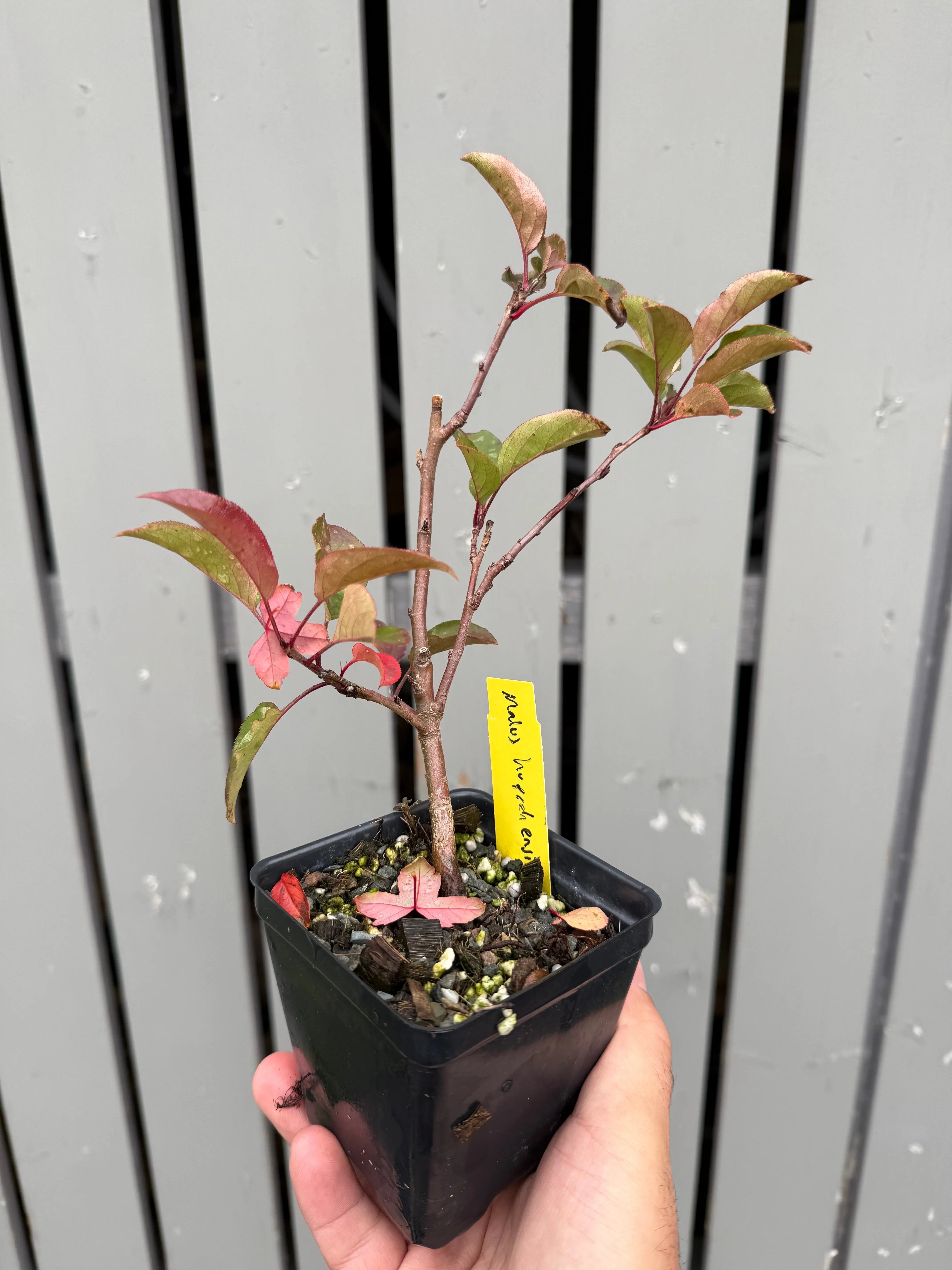 Malus hupehensis #3 Canada Bonsai