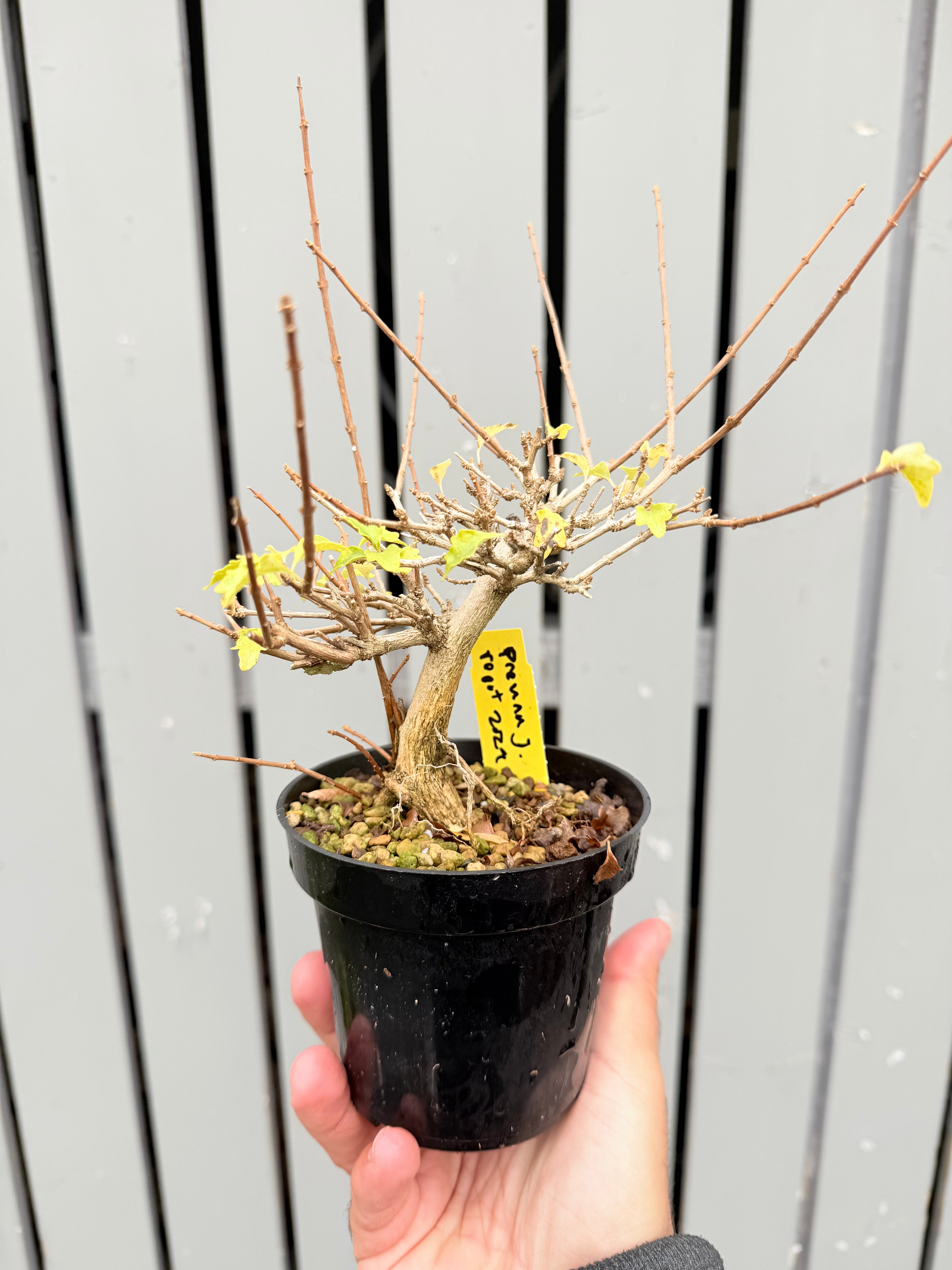 Premna japonica #2