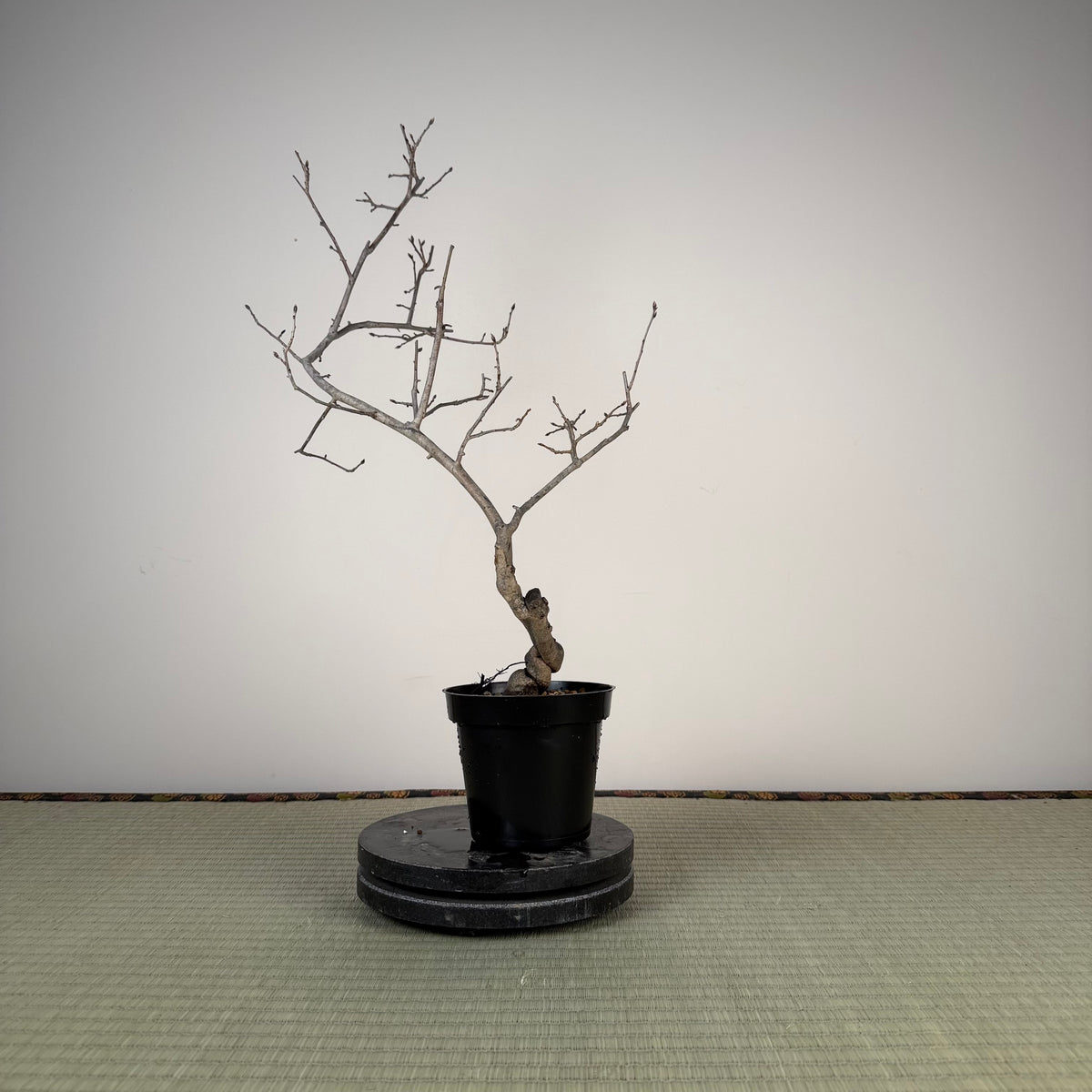 Diospyros rhombifolia