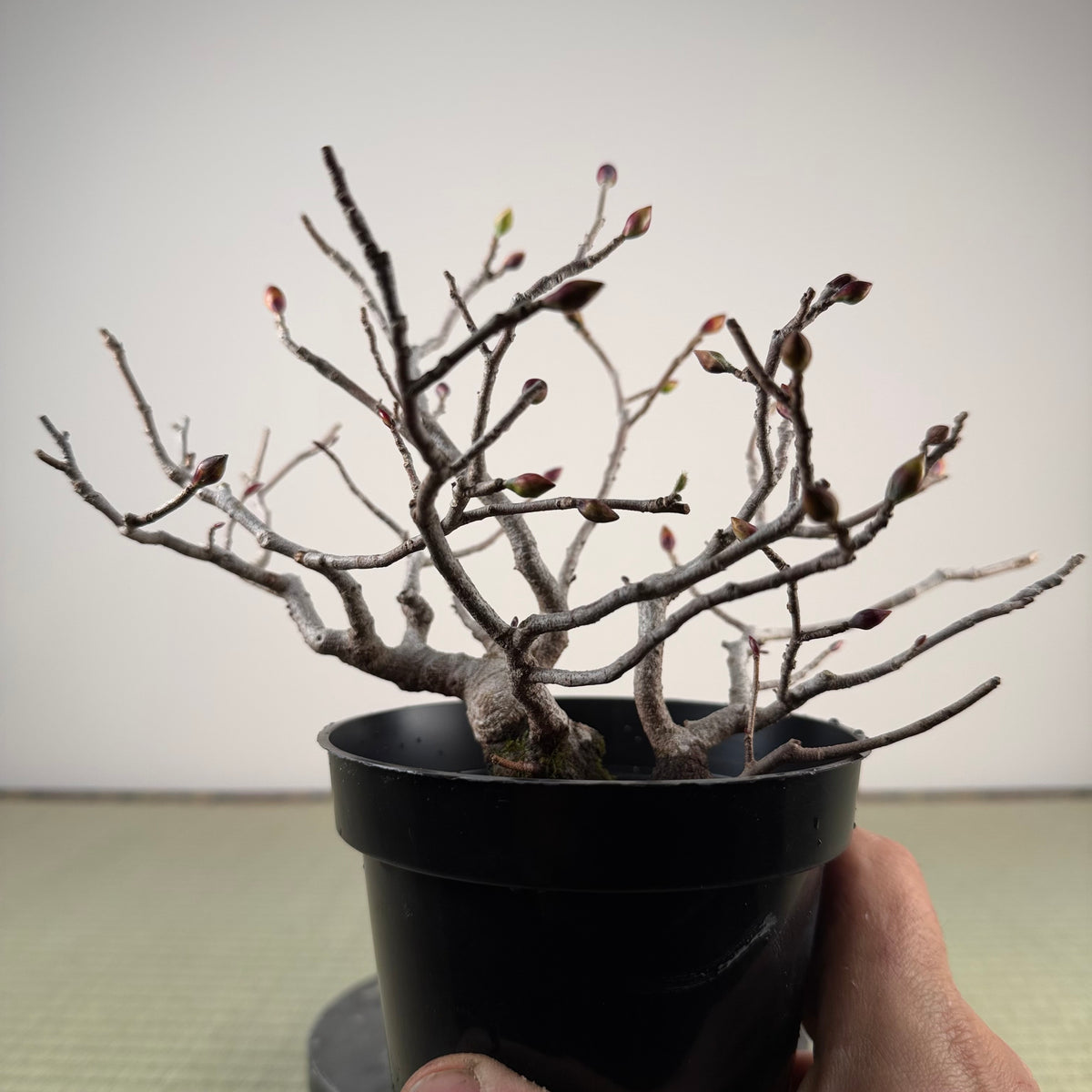 Corylopsis spicata