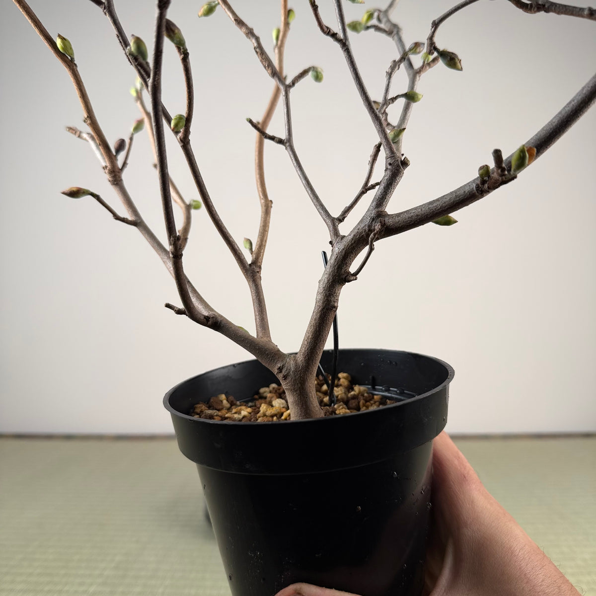Corylopsis spicata