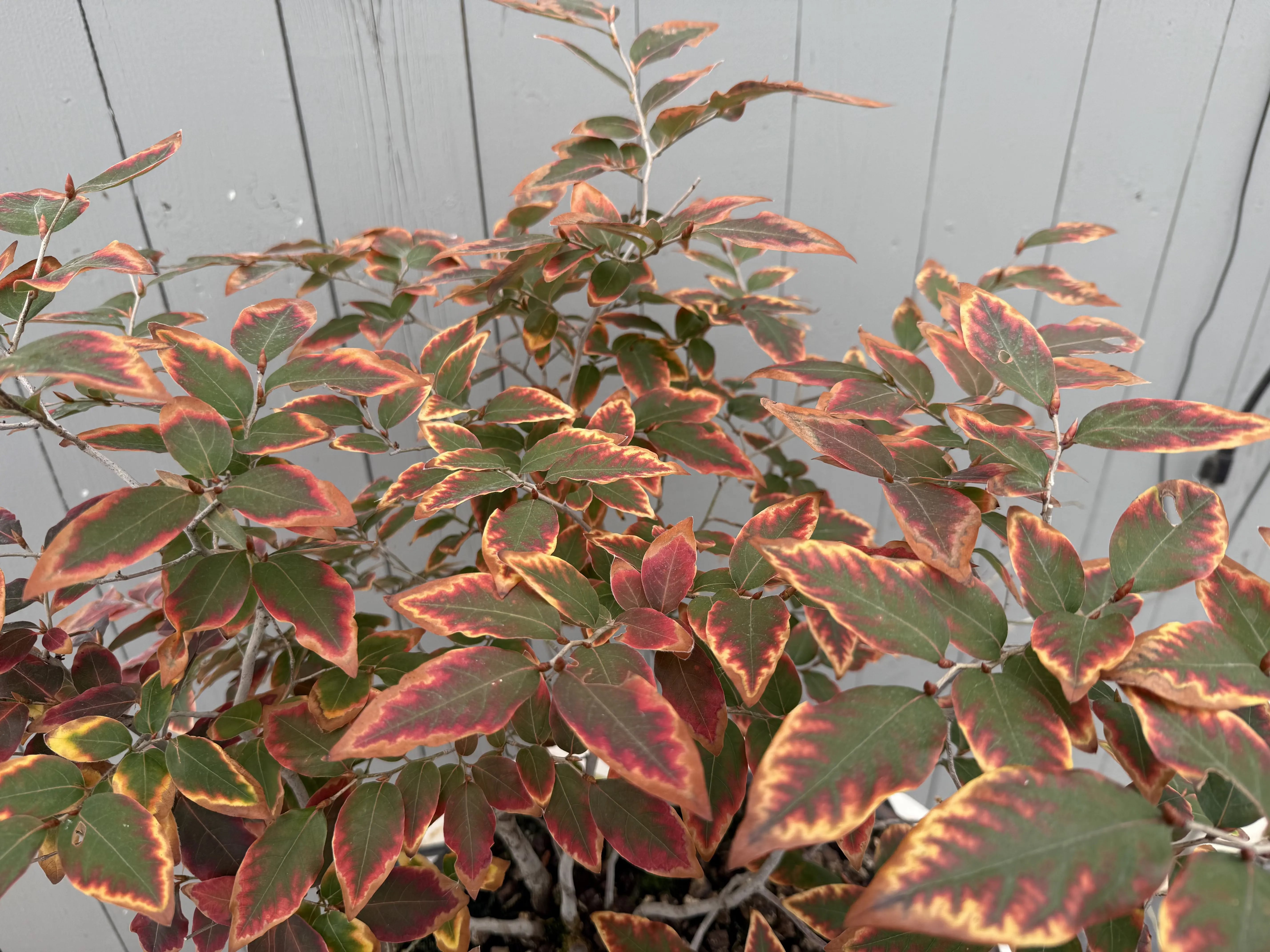 Lindera glauca (antique pot) Canada Bonsai