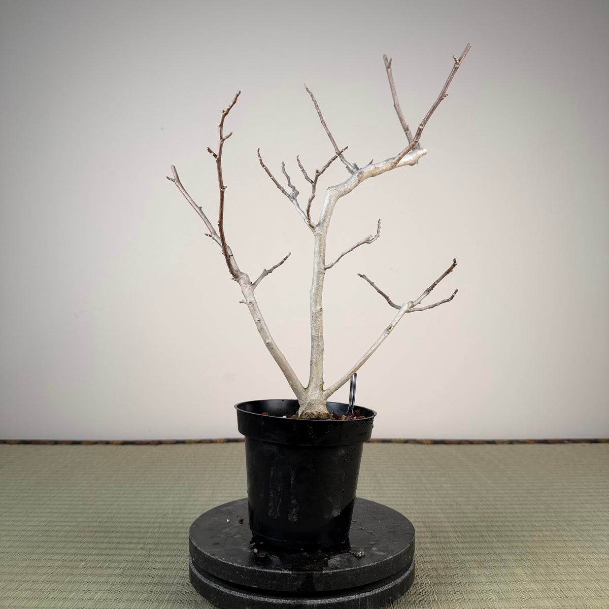 Magnolia