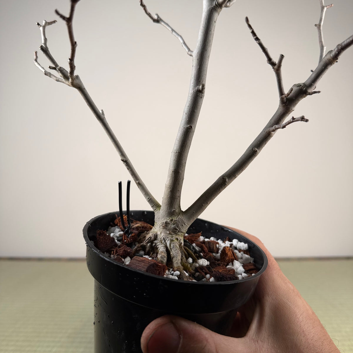 Magnolia