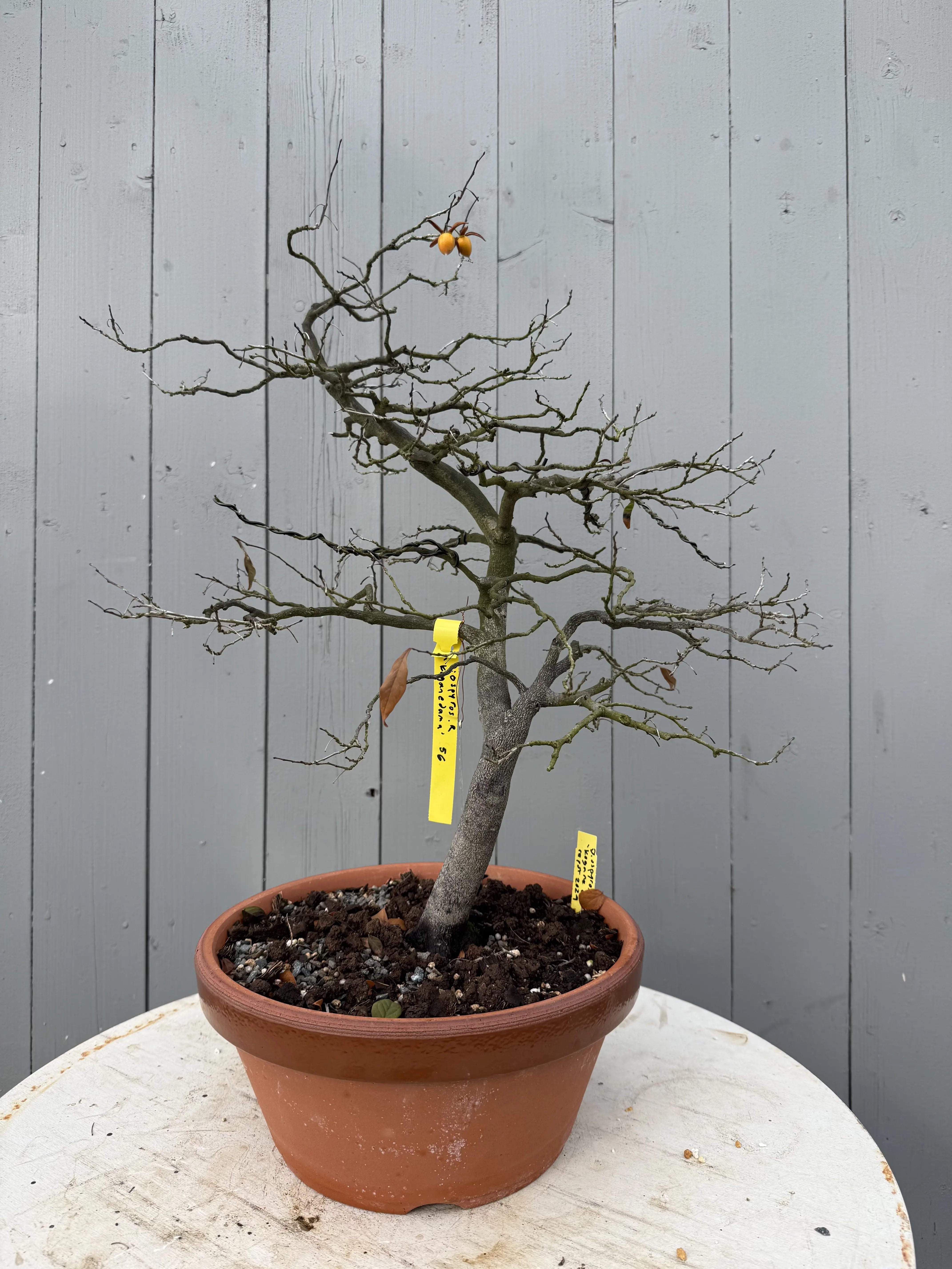 Diopsyros rhombifolia 'Koganedama' Canada Bonsai