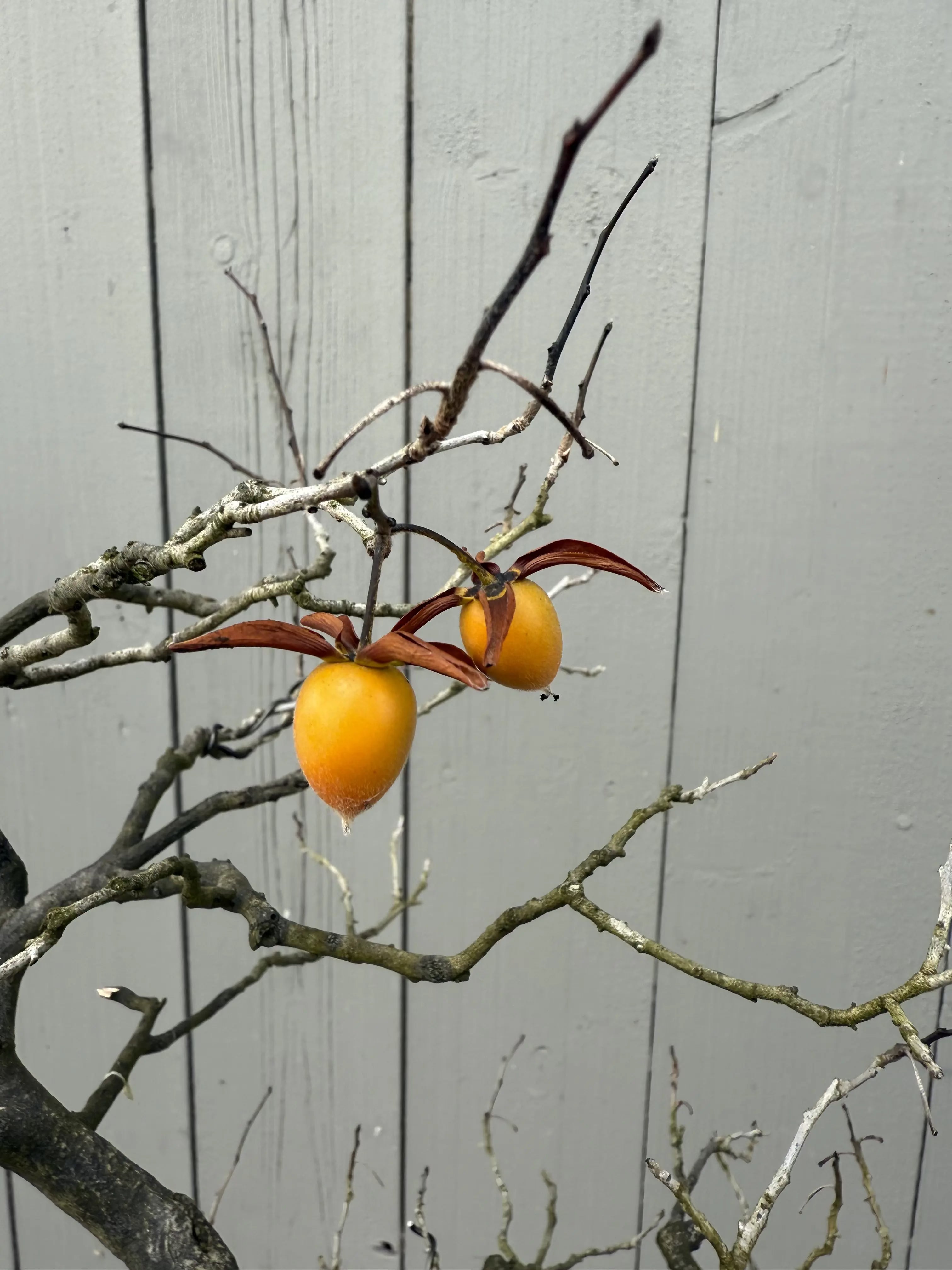 Diopsyros rhombifolia 'Koganedama' Canada Bonsai