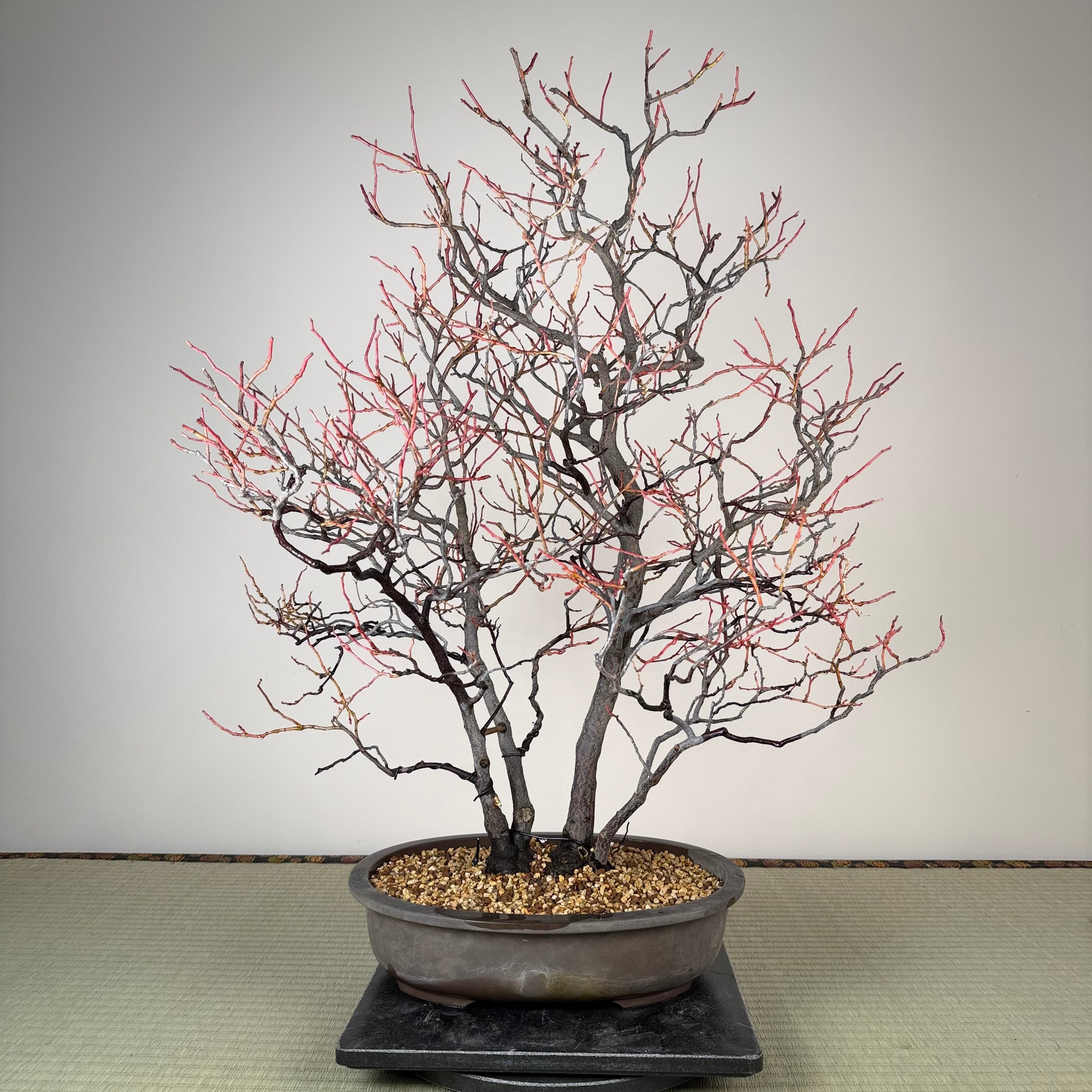 Itea japonica
