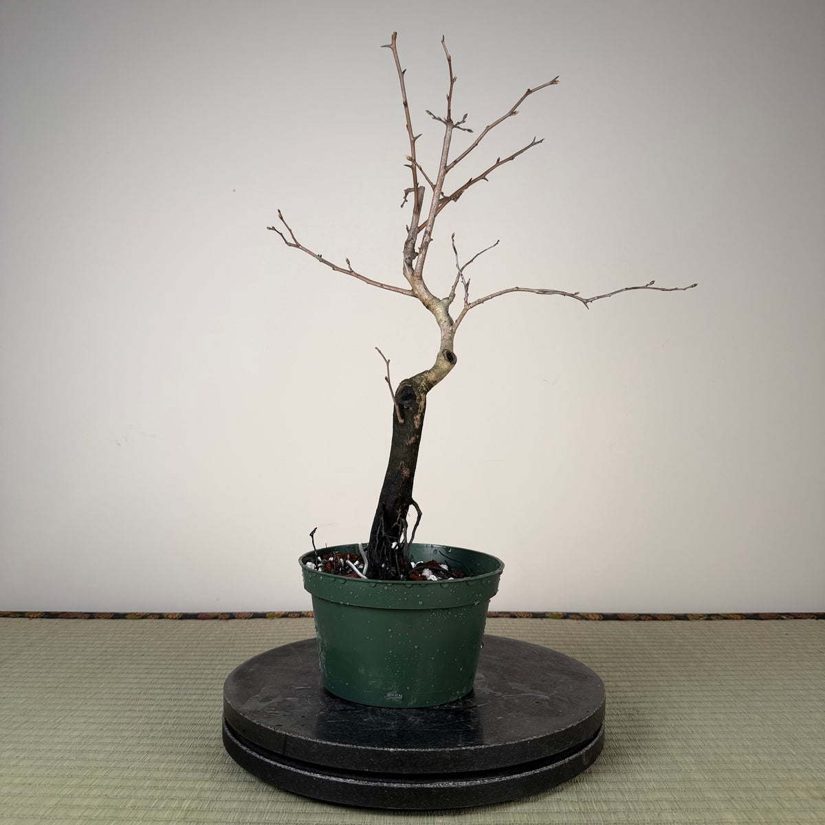Diospyros rhombifolia