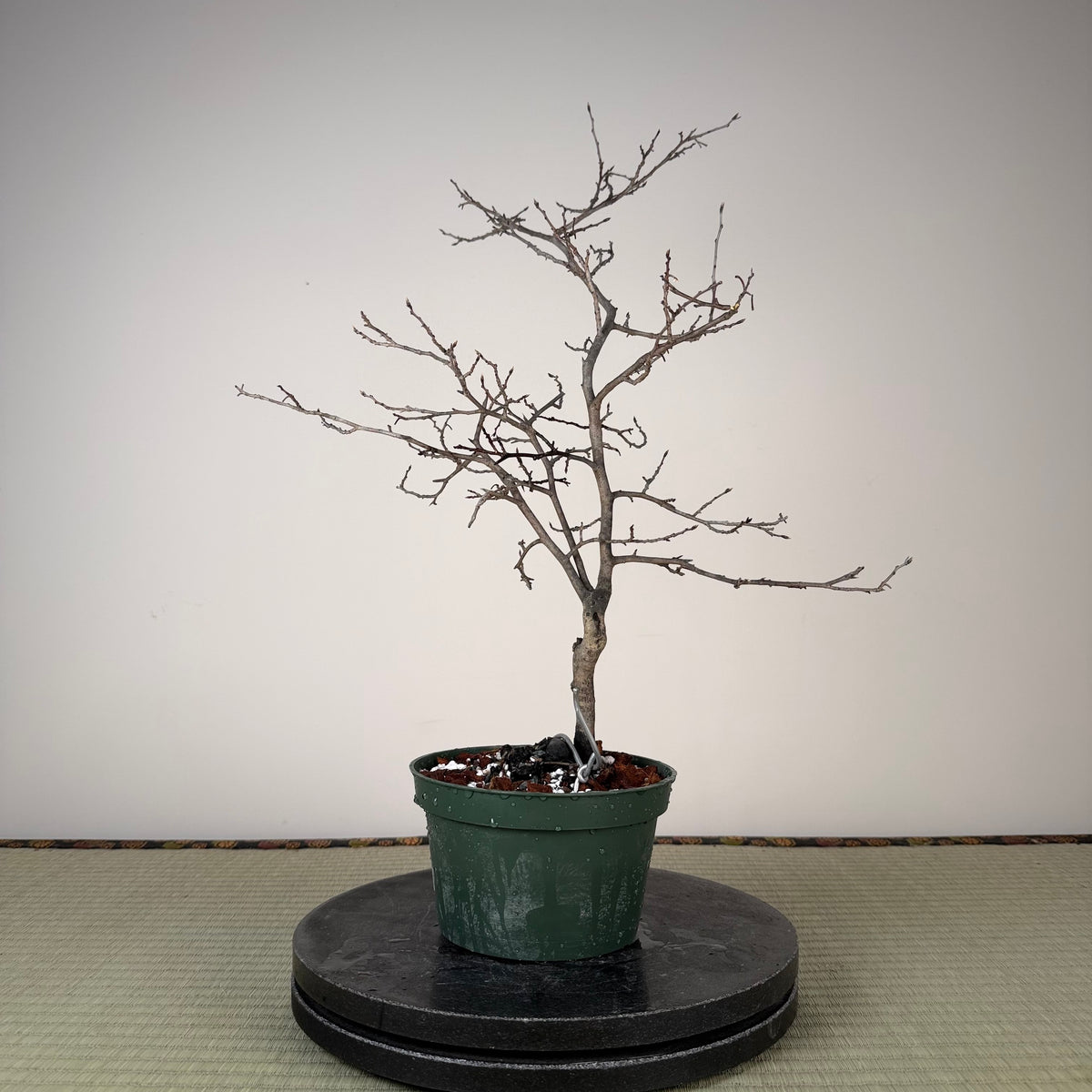 Diospyros rhombifolia