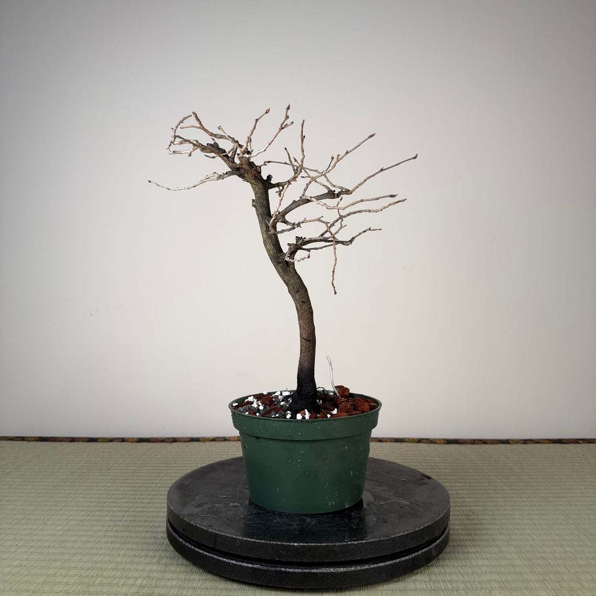 Diospyros rhombifolia