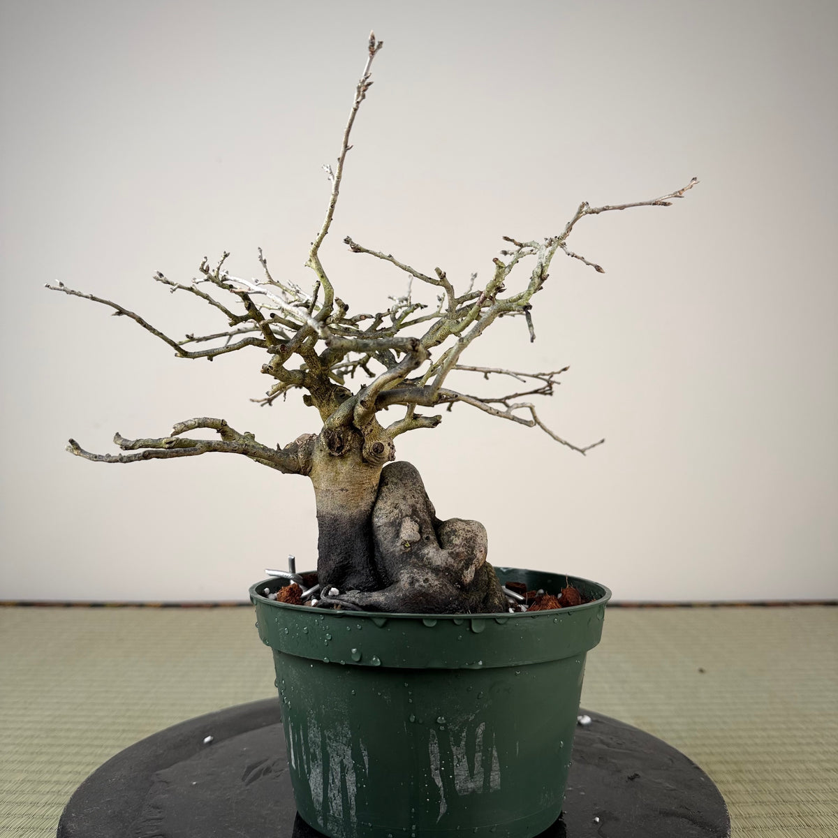 Diospyros rhombifolia