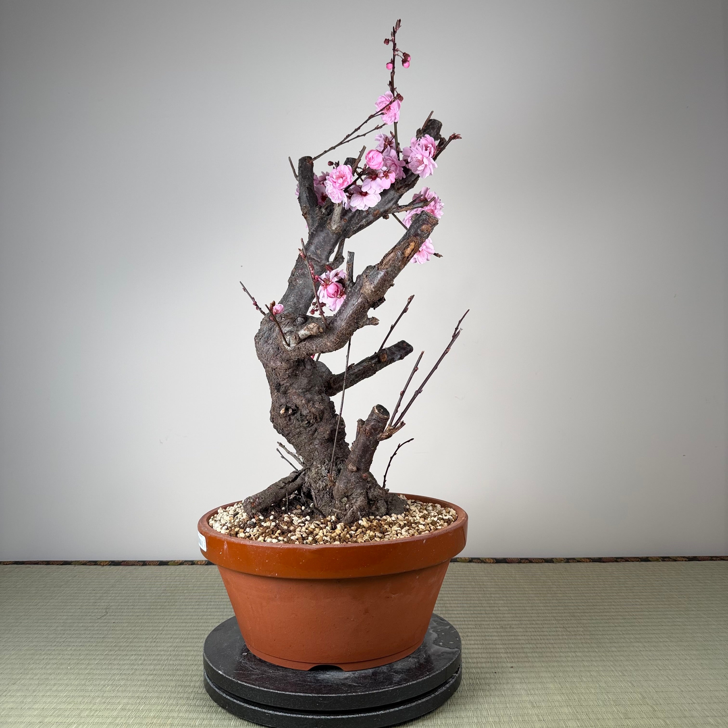 Glycine floribunda