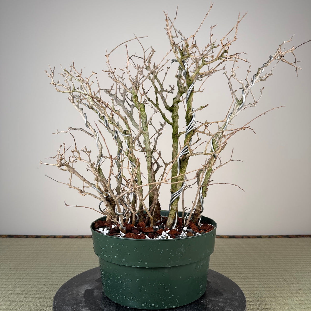 Punica granatum
