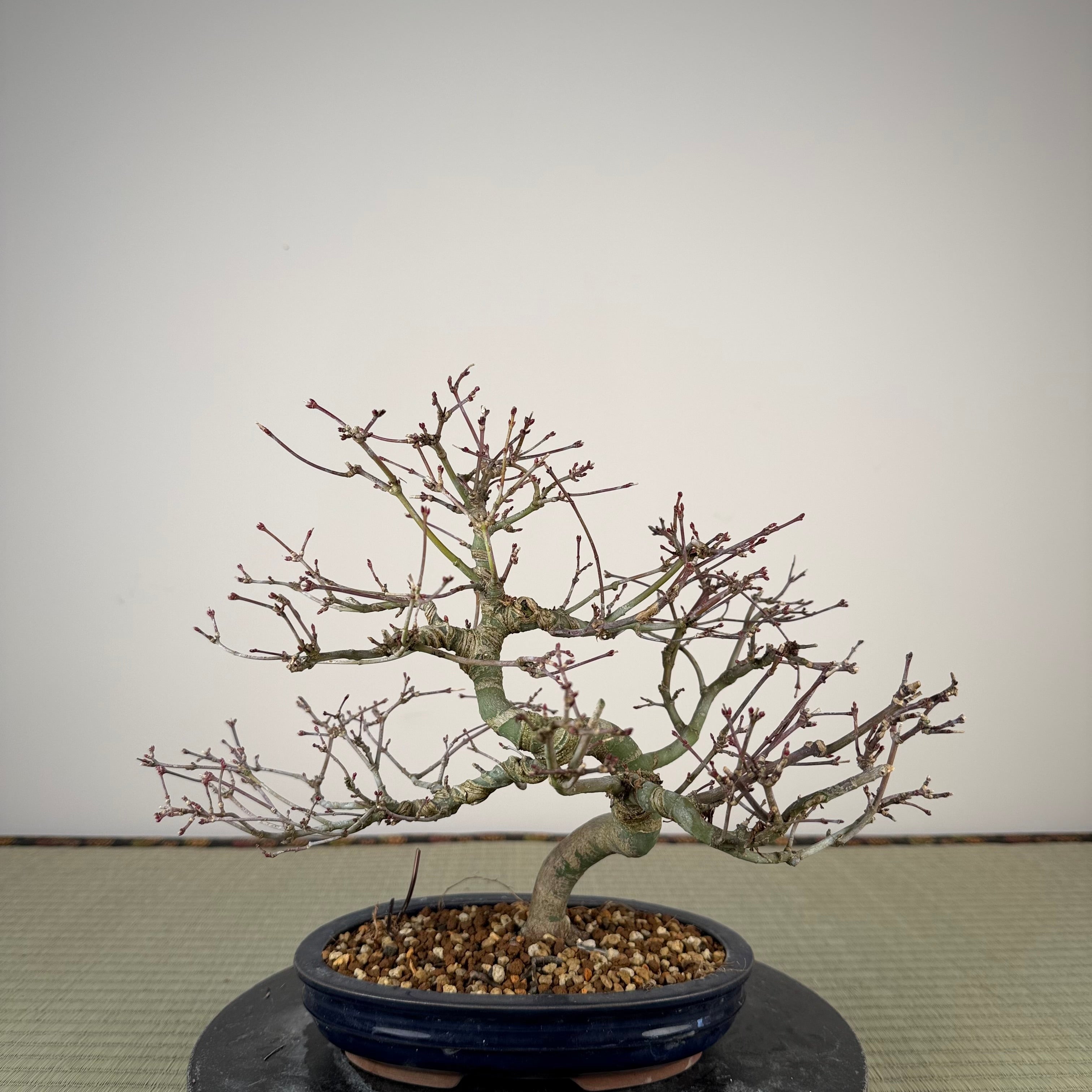 Acer palmatum 'Nagaragawa'