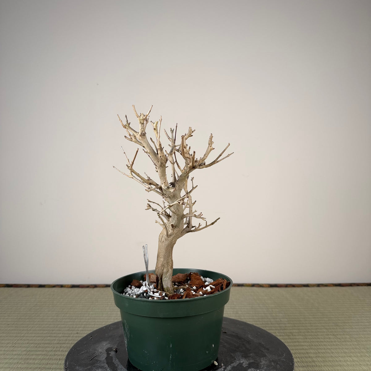 Punica granatum