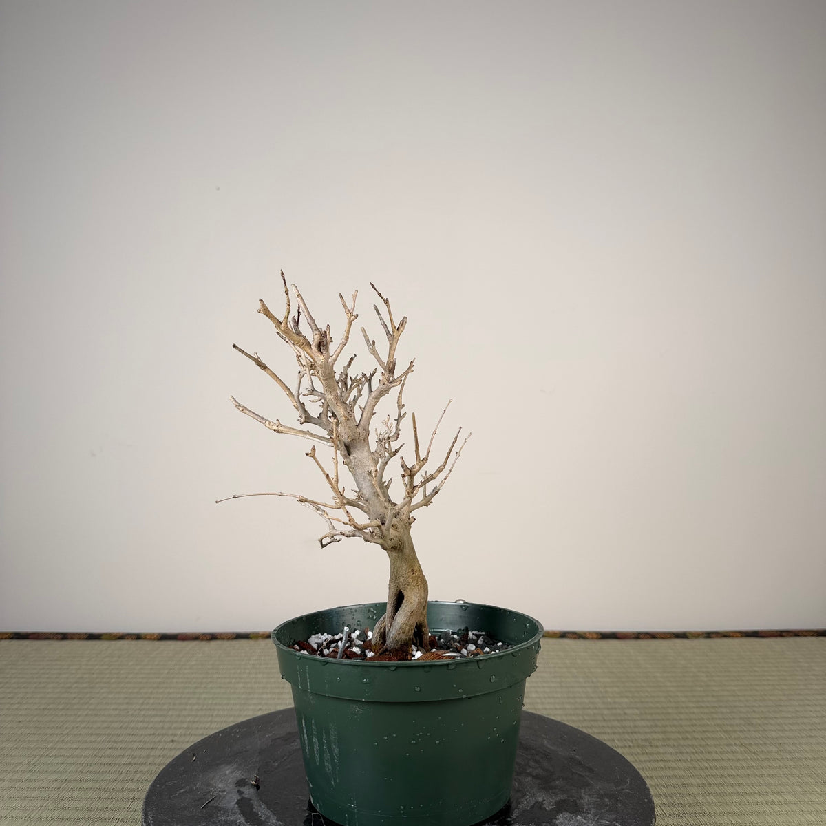 Punica granatum