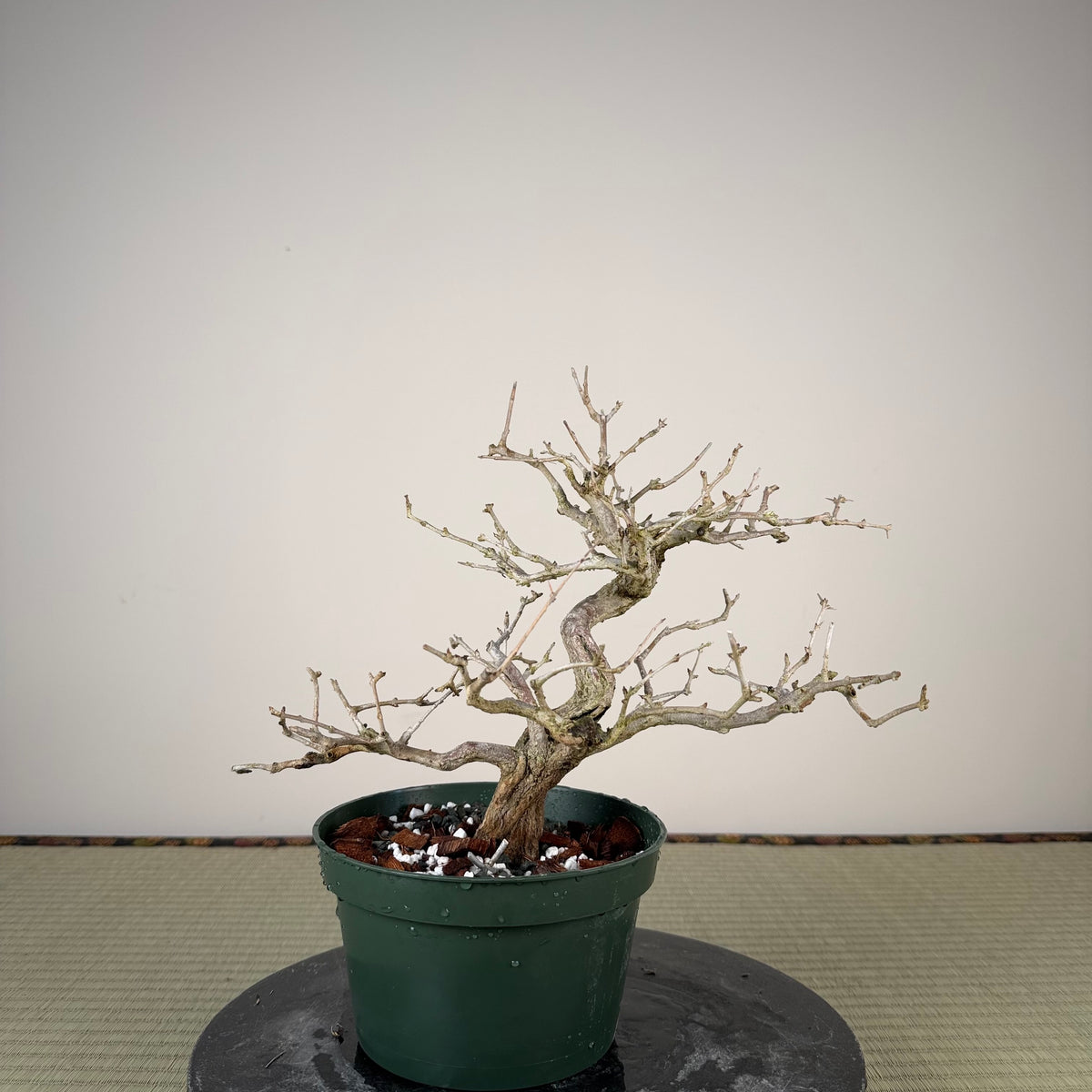 Punica granatum