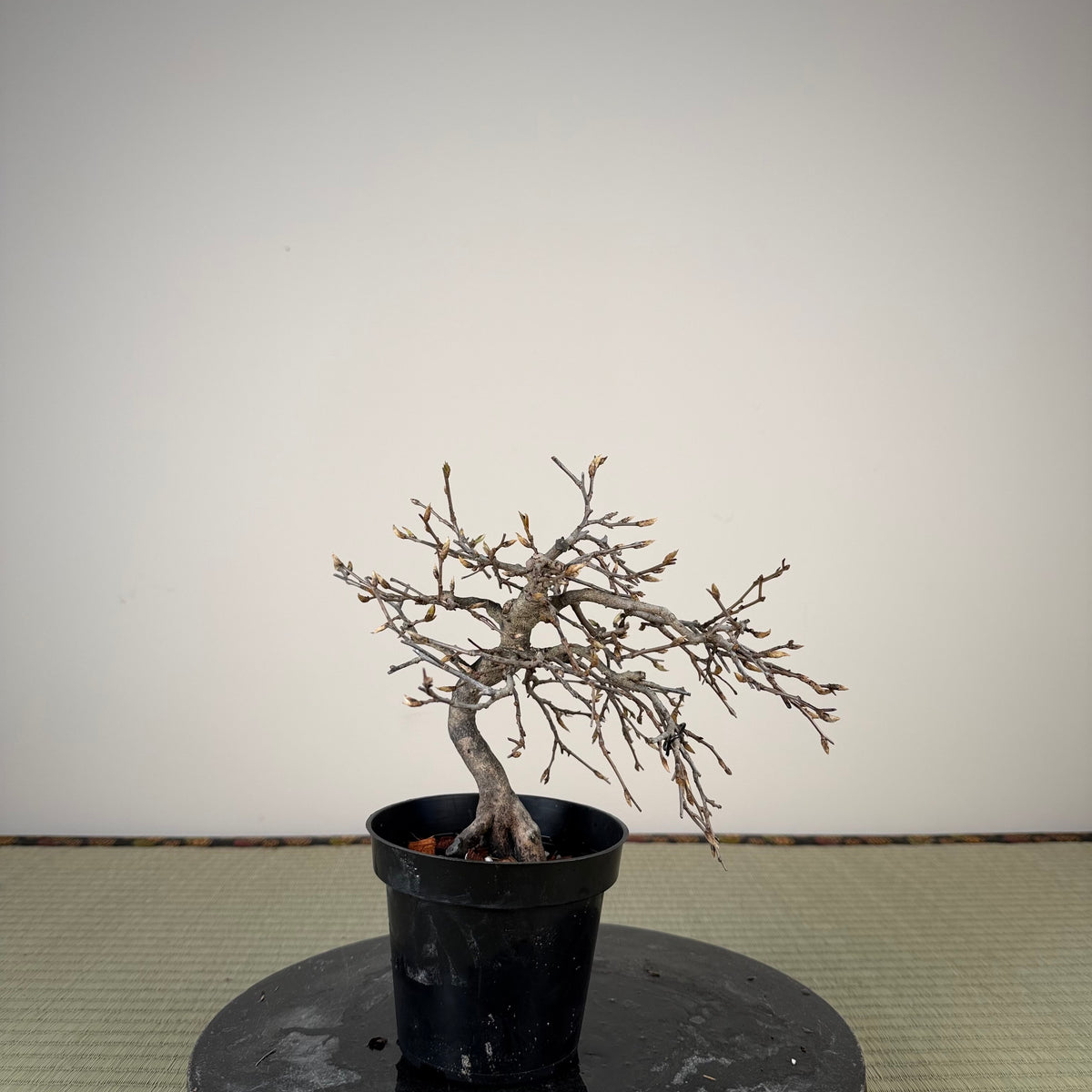 Diospyros rhombifolia