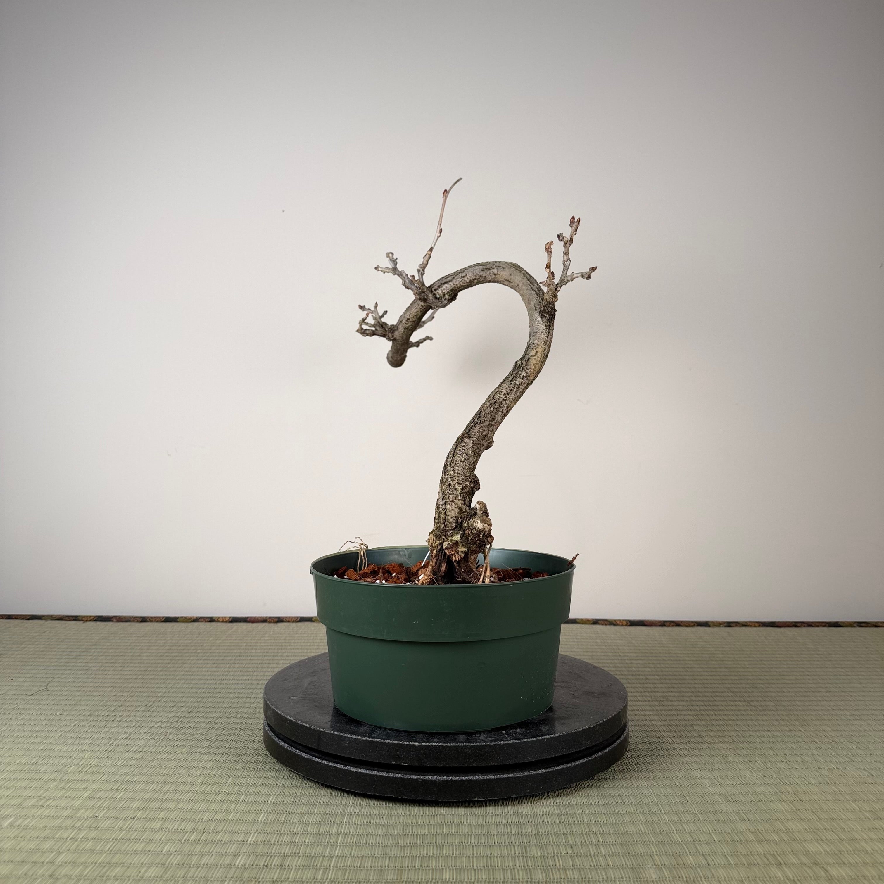 Glycine floribunda