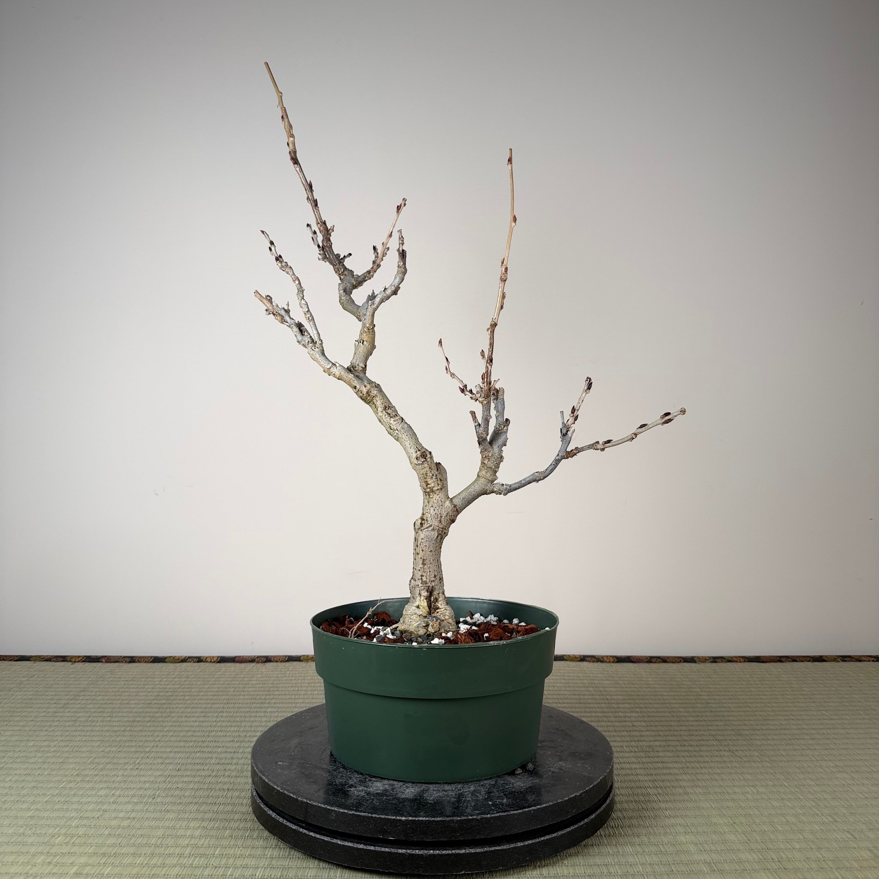 Glycine floribunda