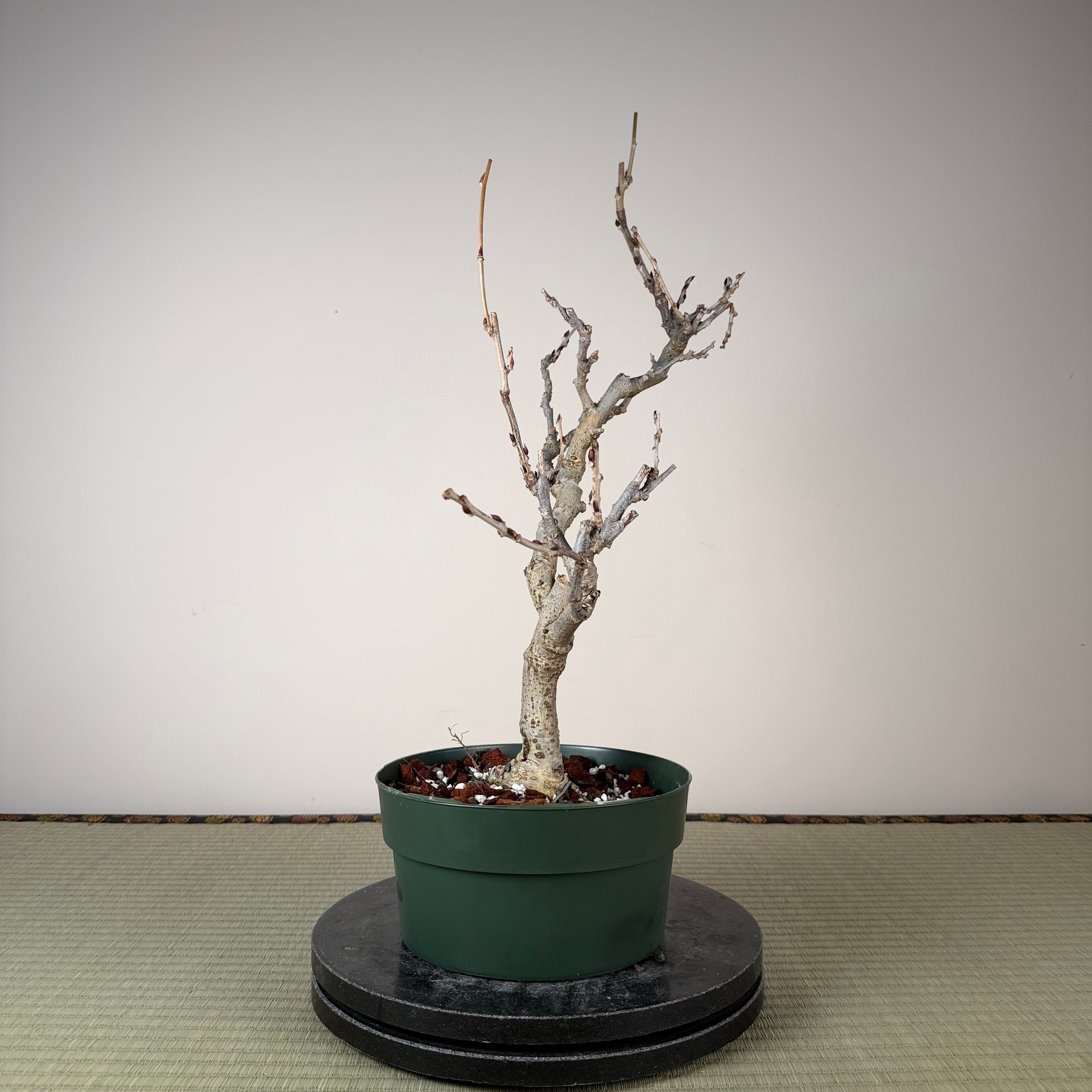 Glycine floribunda